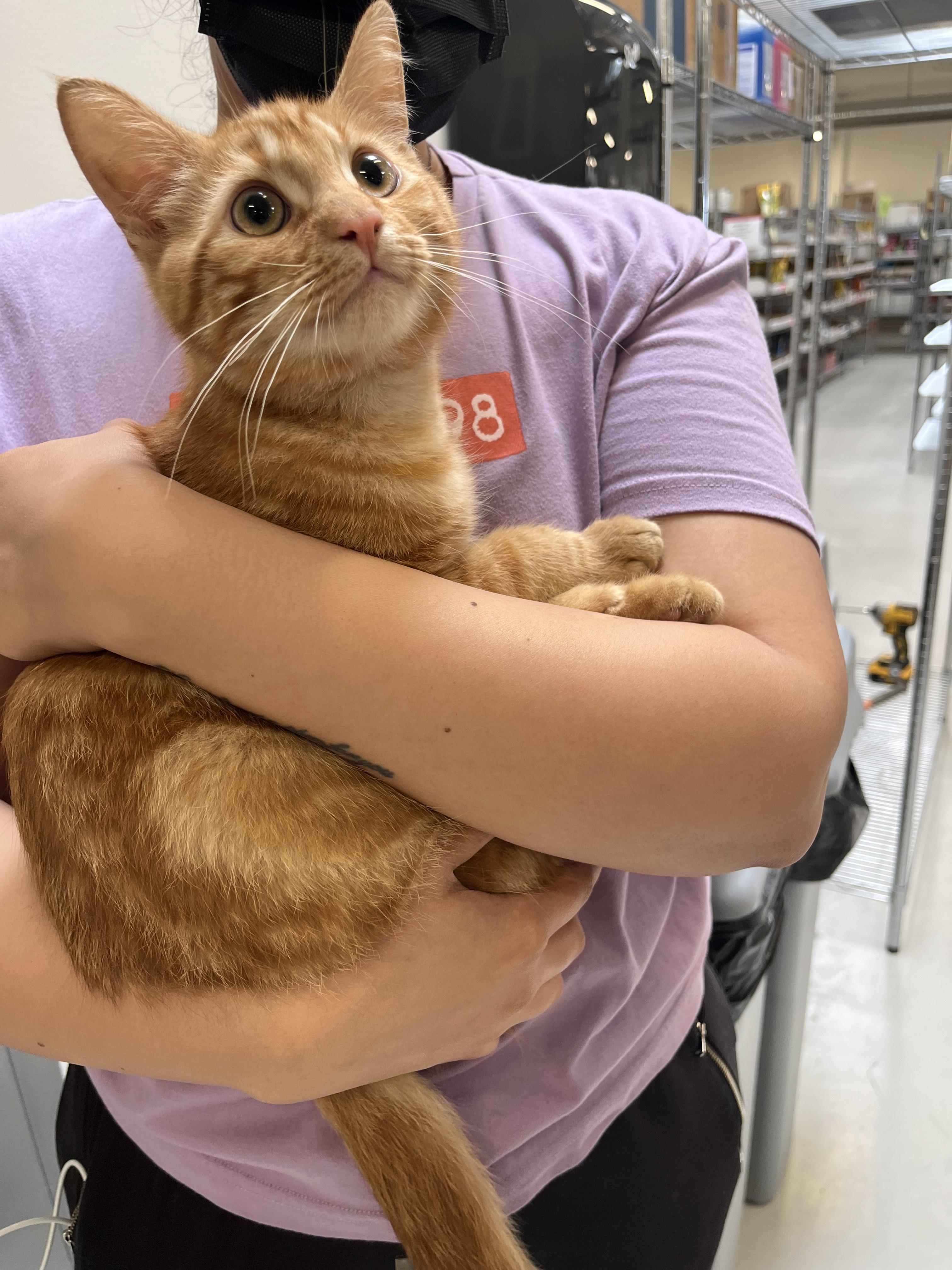 Found kitten in west 8th vancouver south of Broadway r/vancouver