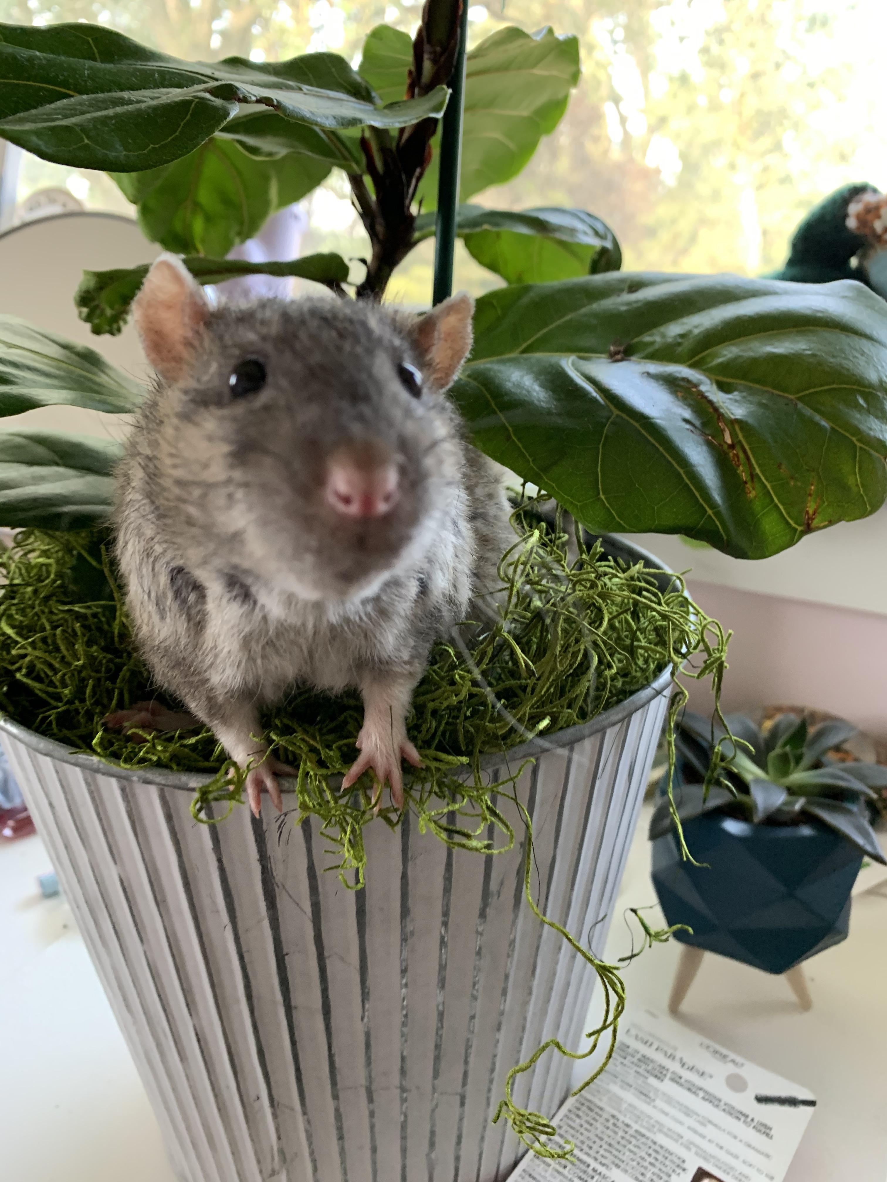 Any tips on crafting a planted dig box???? My poor houseplants can’t