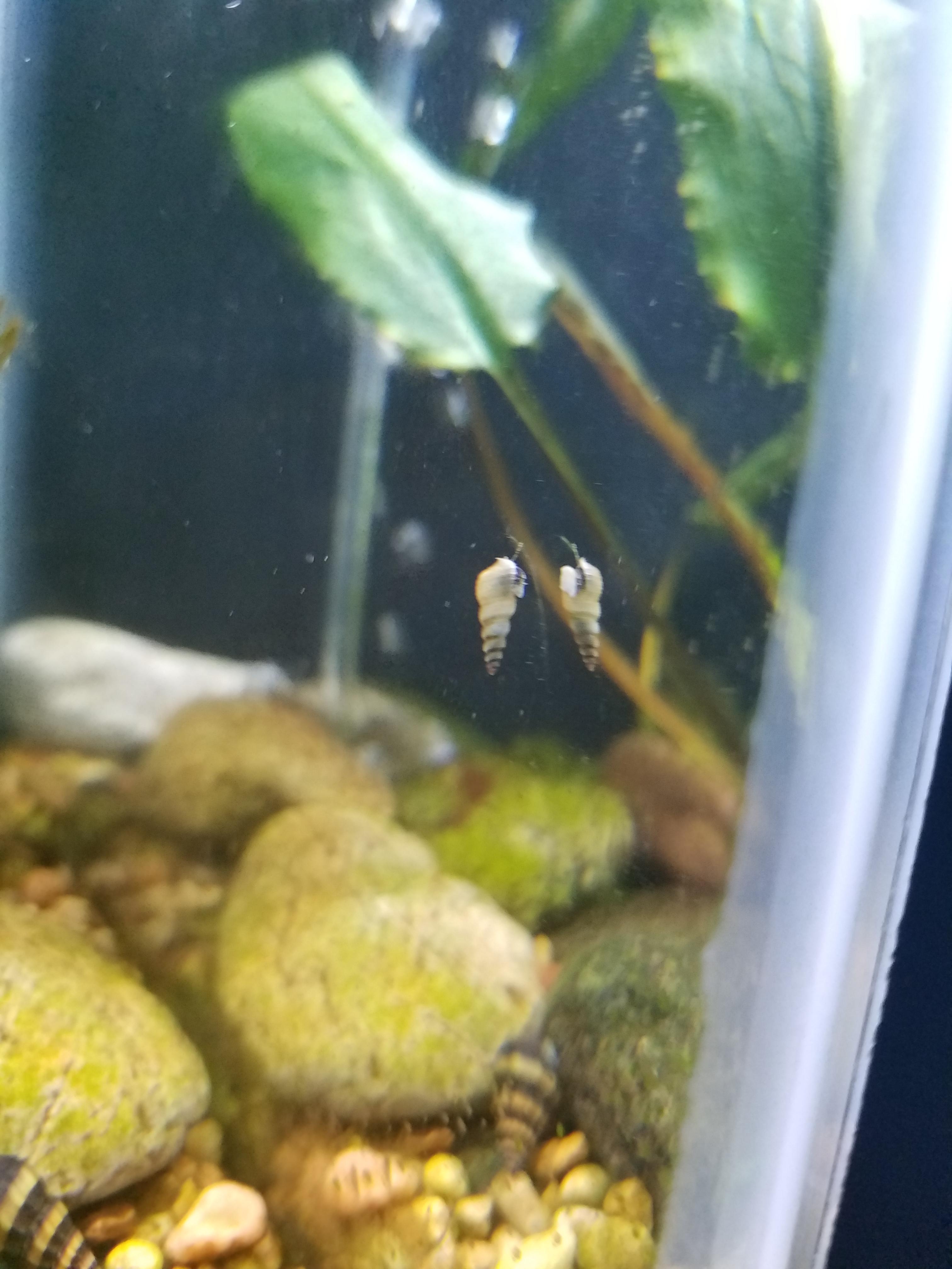 I currently have 2 assassin snails in my tank and I have never seen a