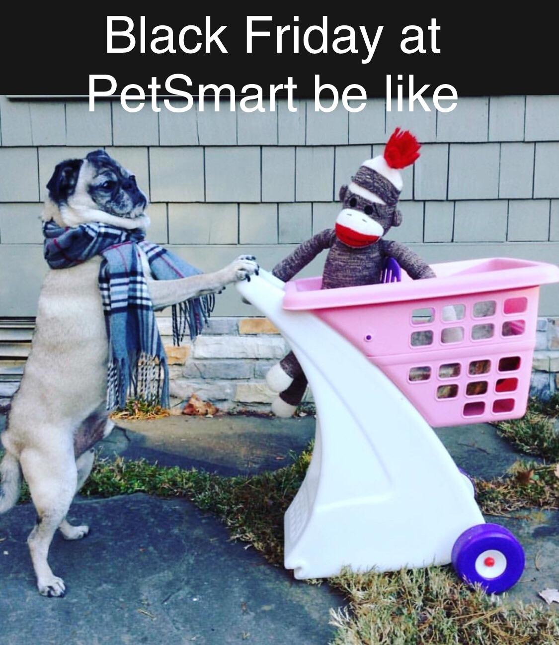 Black Friday Pug r/pugs