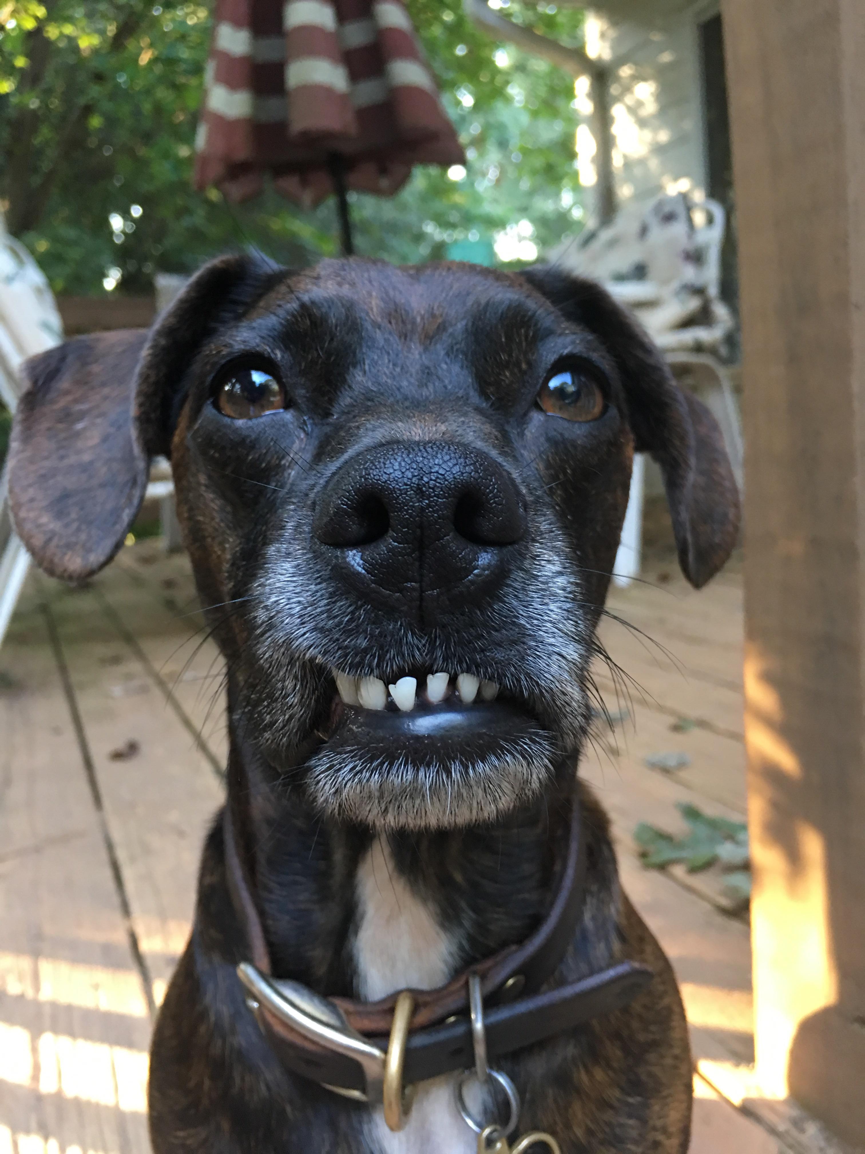 My dog takes himself very seriously, but his teef don’t want to let him