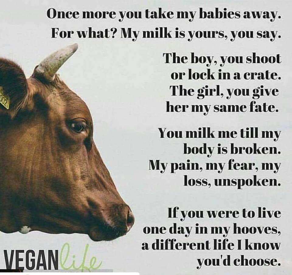 Poem by mamma Cow 💔 r/vegan