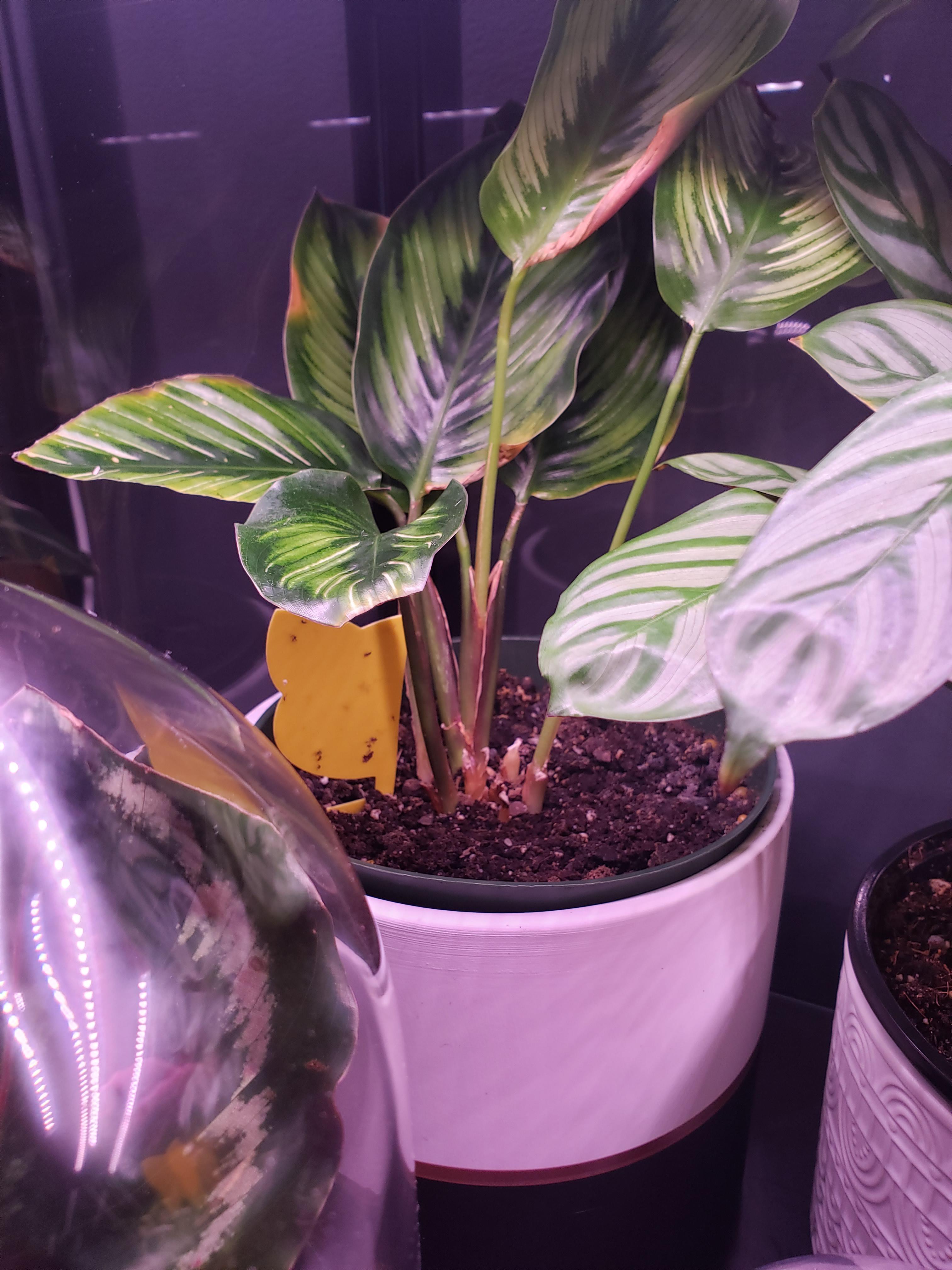 Story short I've cut off a lot of my calatheas leaves (diff calatheas. This beauty star is my