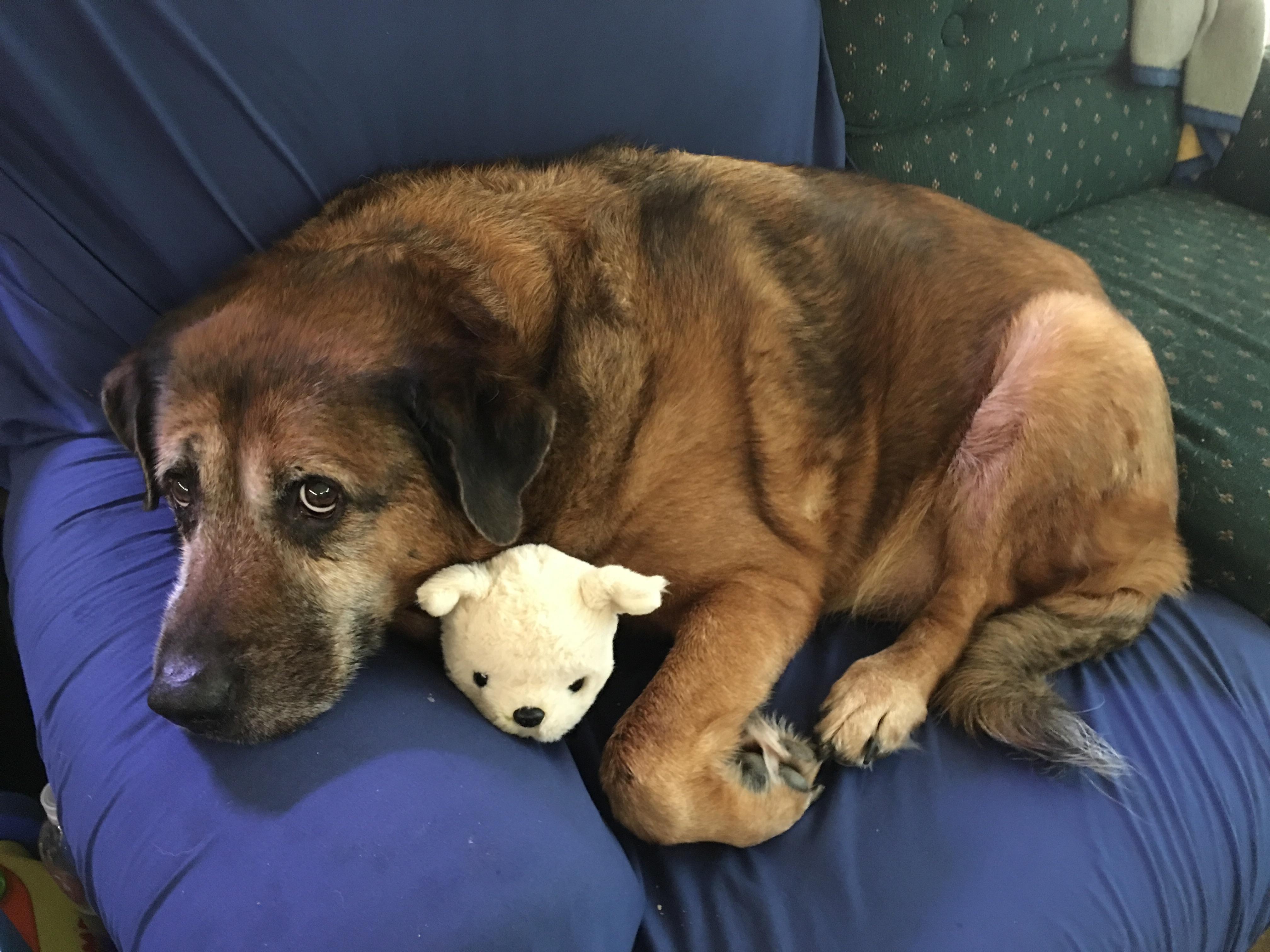Even a big dog loves his toy r/aww
