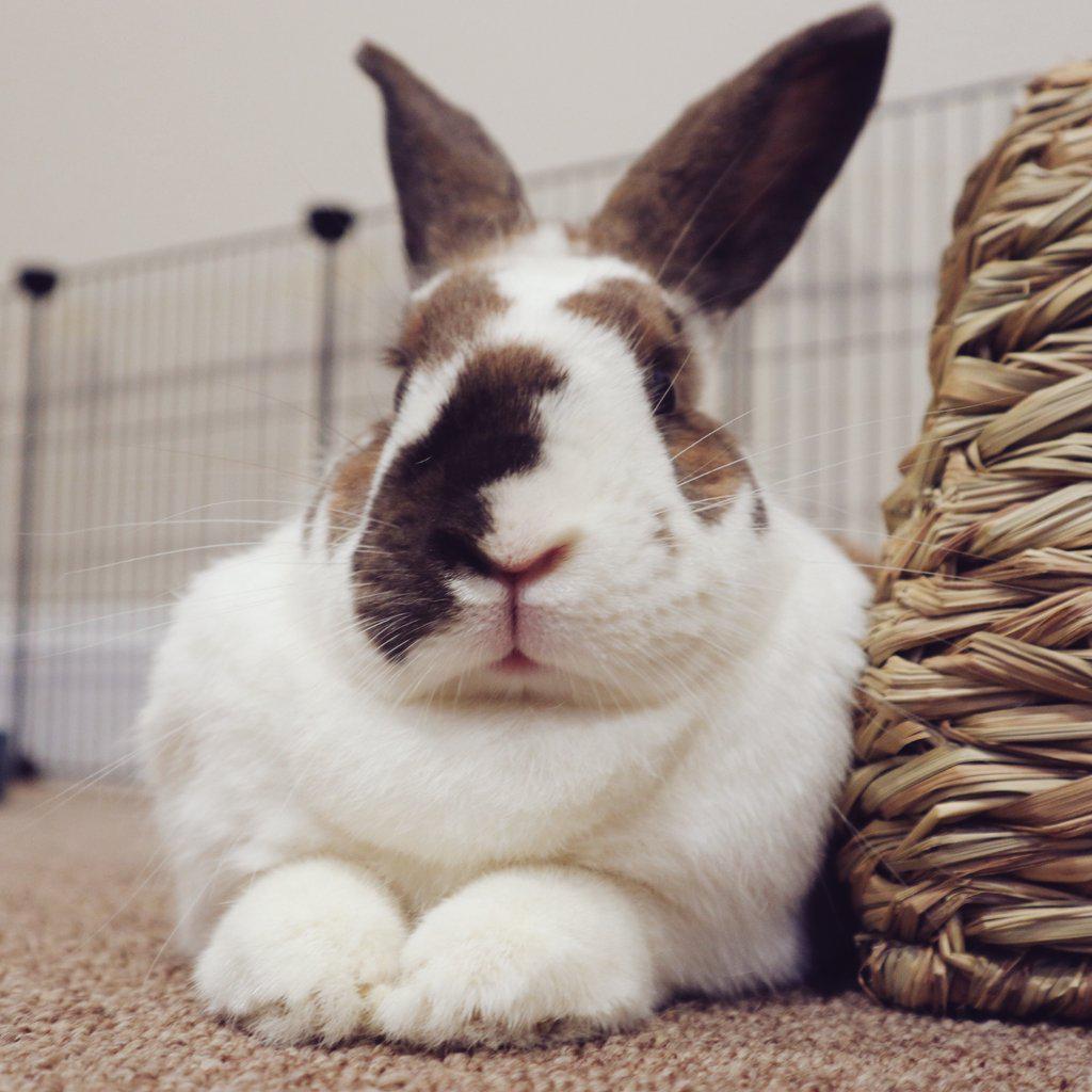 Belly Button has logged in r/Rabbits