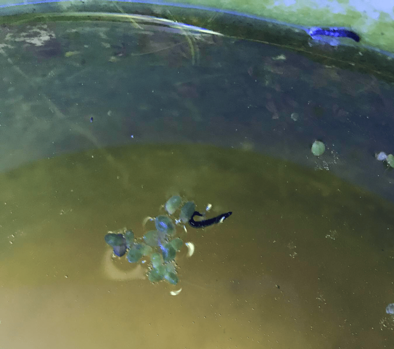 Tiny black worms in daphnia culture bucket will they harm my daphnia