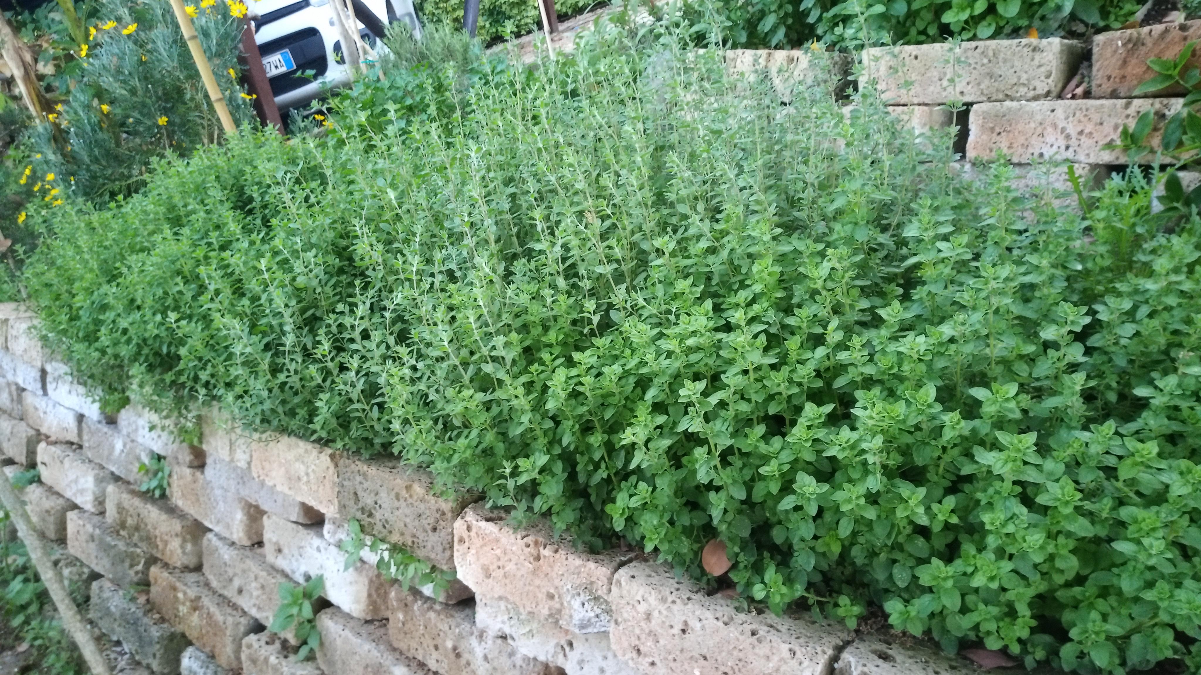 Oregano and marjoram. Planted 3 seedlings last year. Damn! r/gardening
