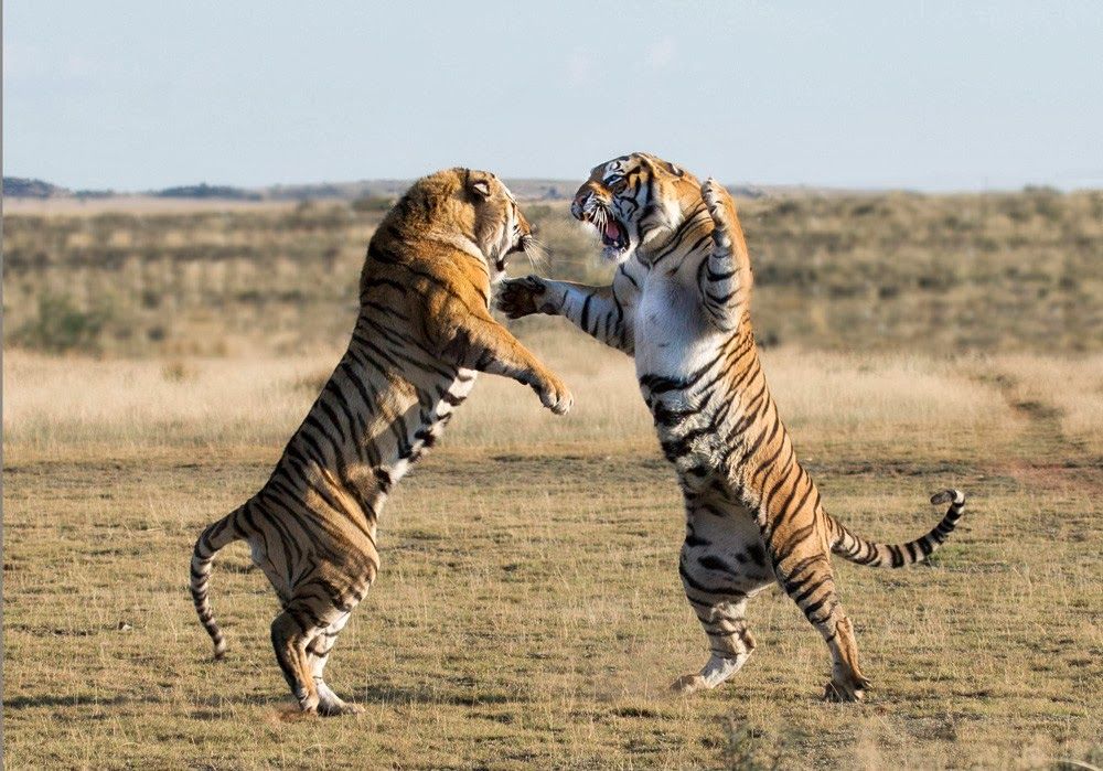 Tigers Fighting In The Wild