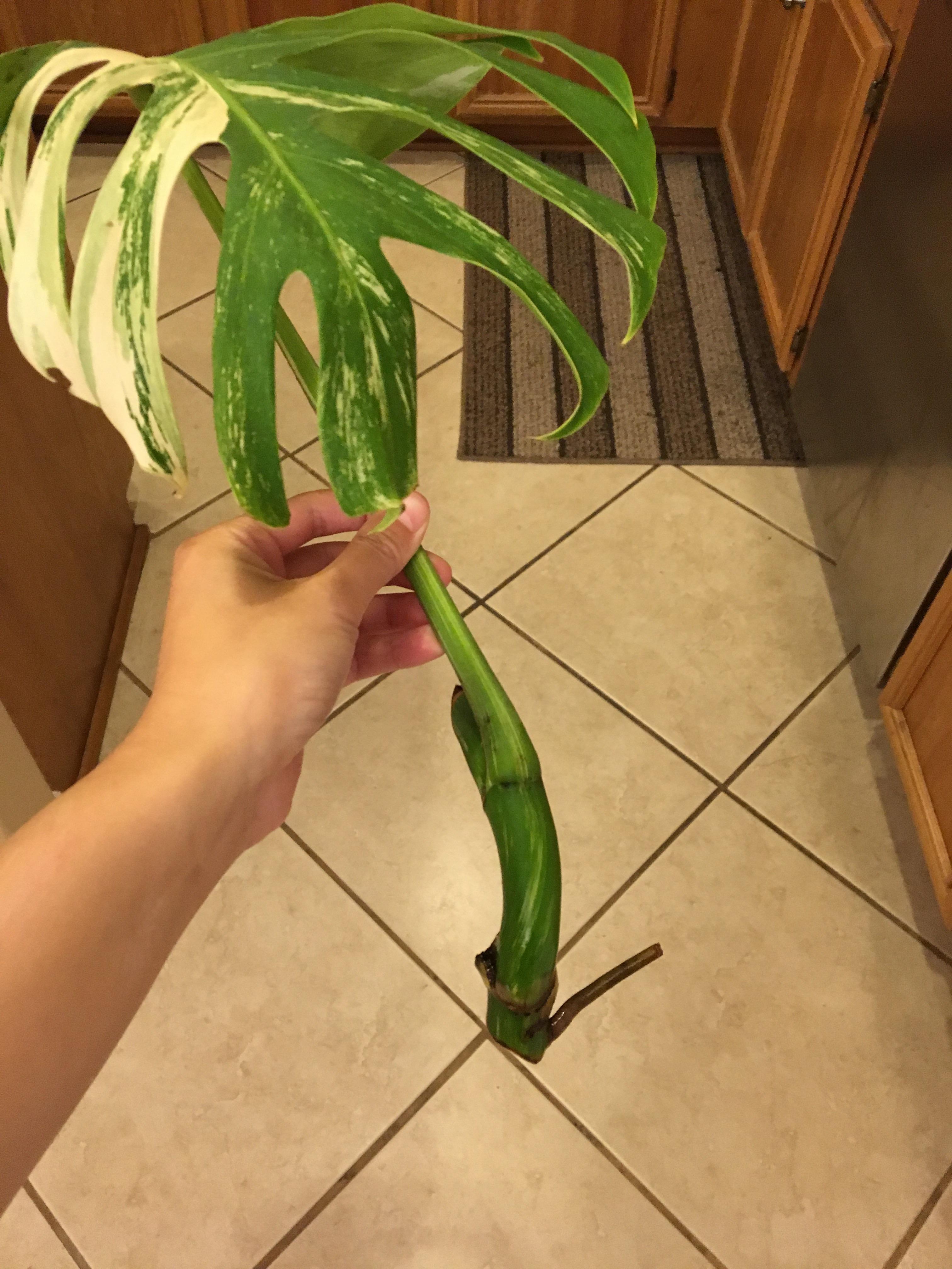 Will my monstera grow roots even though the aerial root snapped