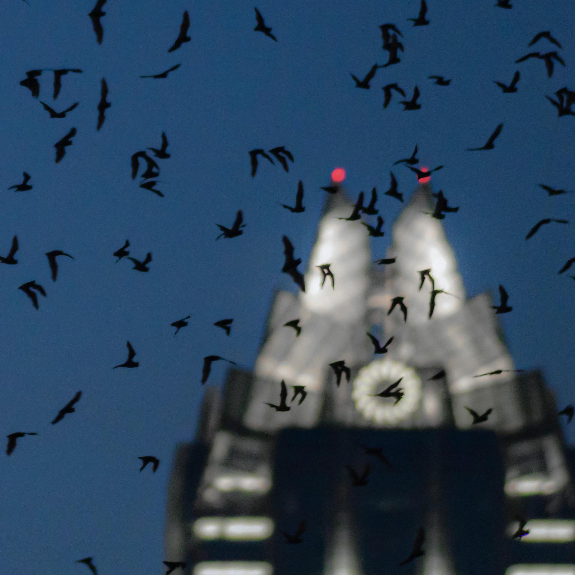 Capture a photo of the bats flying out from under the Congress Bridge
