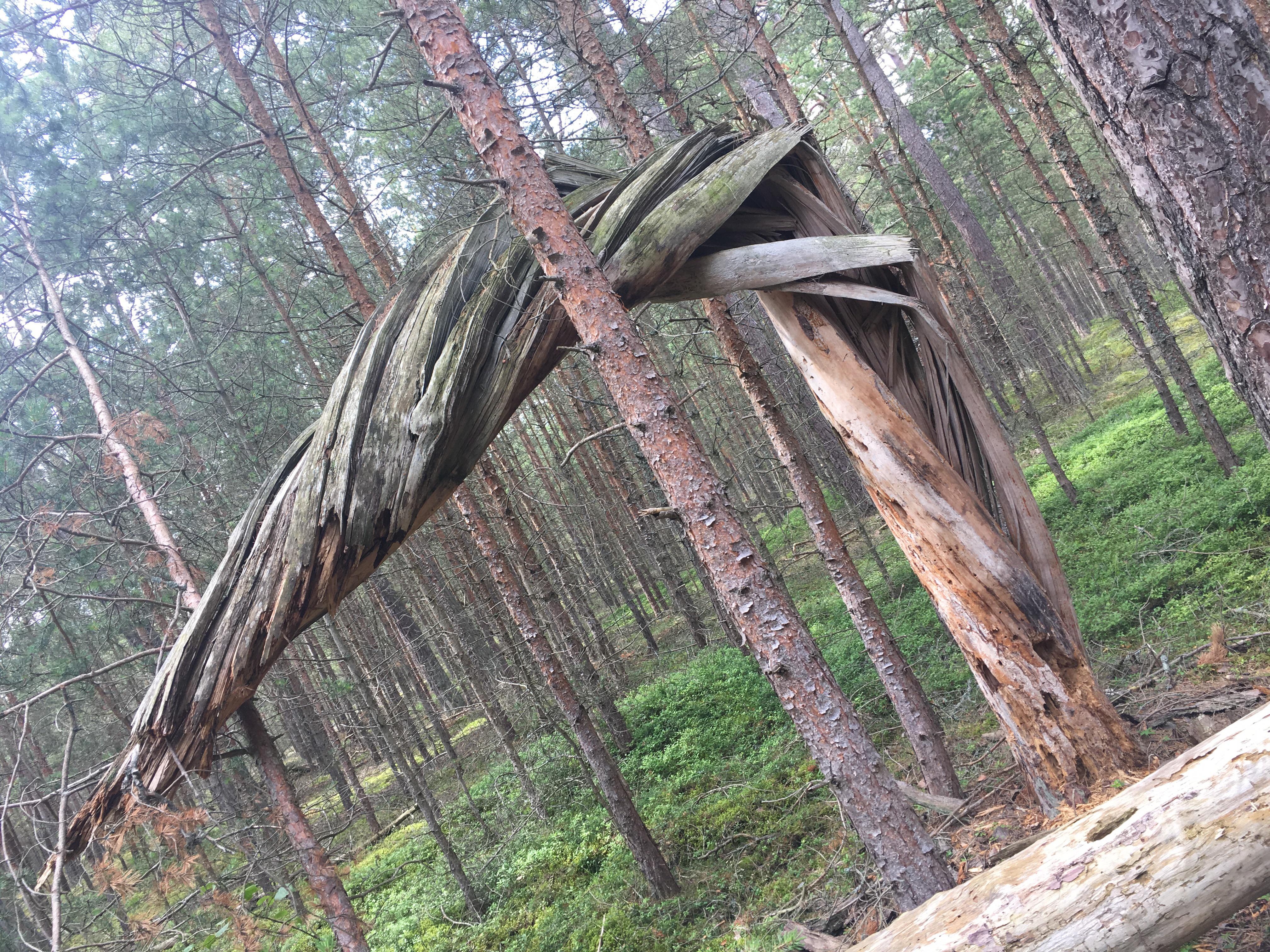 This twisted tree mildlyinteresting