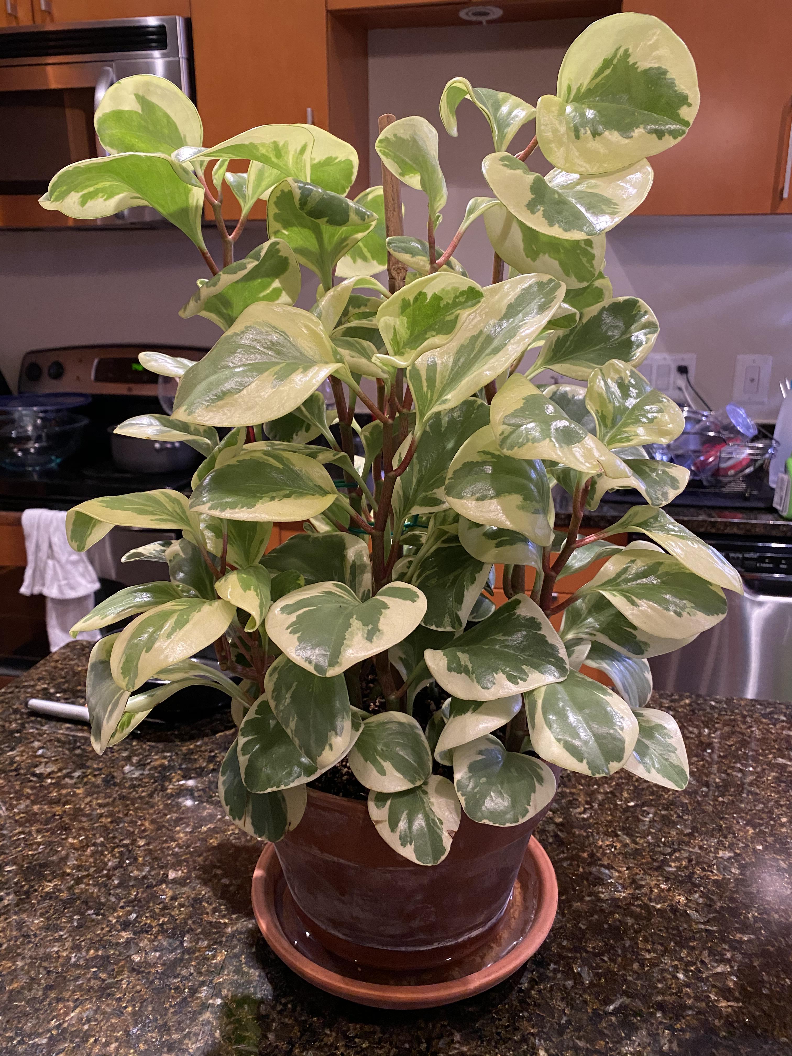 My peperomia obtusifolia just won’t stop growing r/houseplants