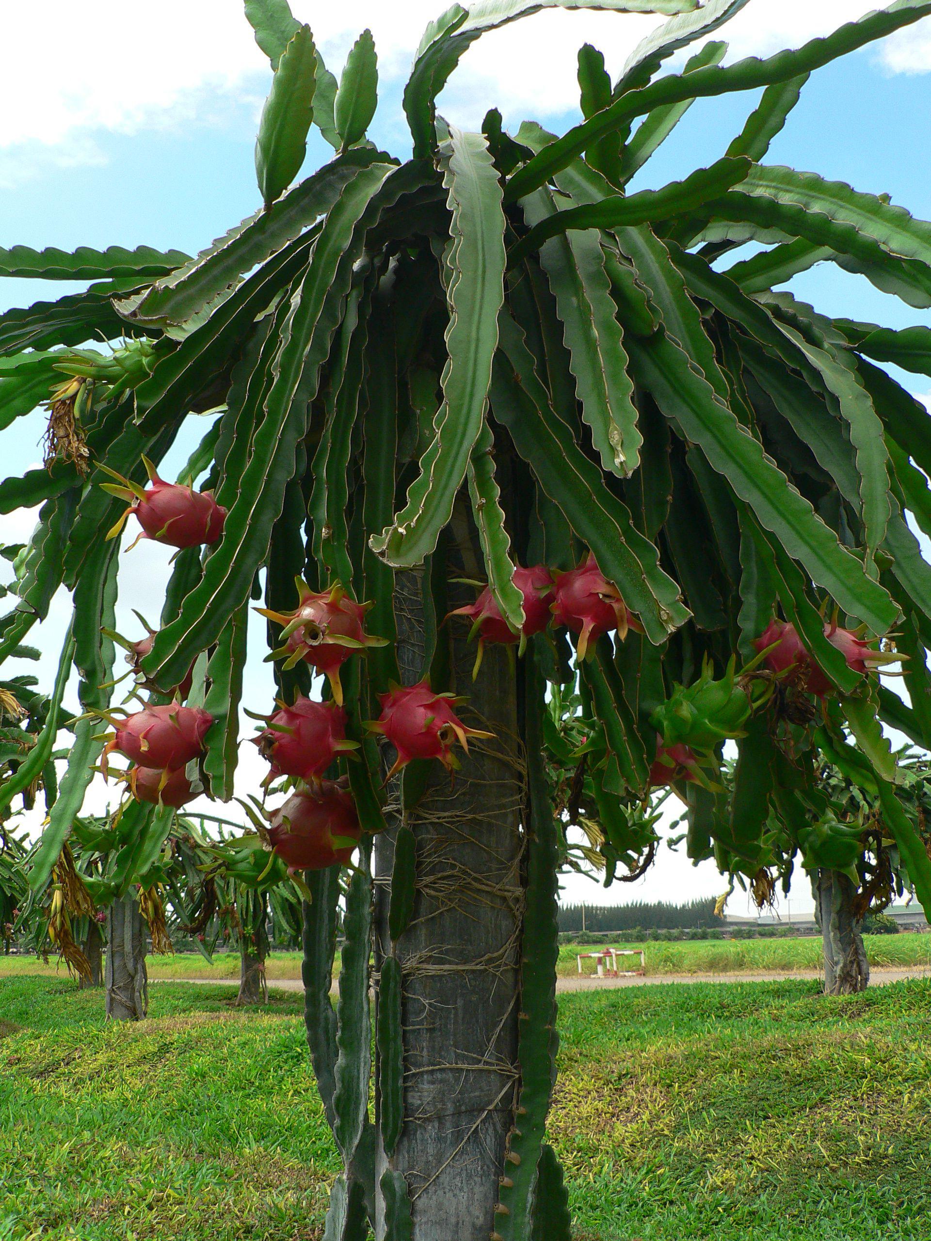 Dragon Fruit Tree (Selenicereus undatus) r/BotanicalPorn