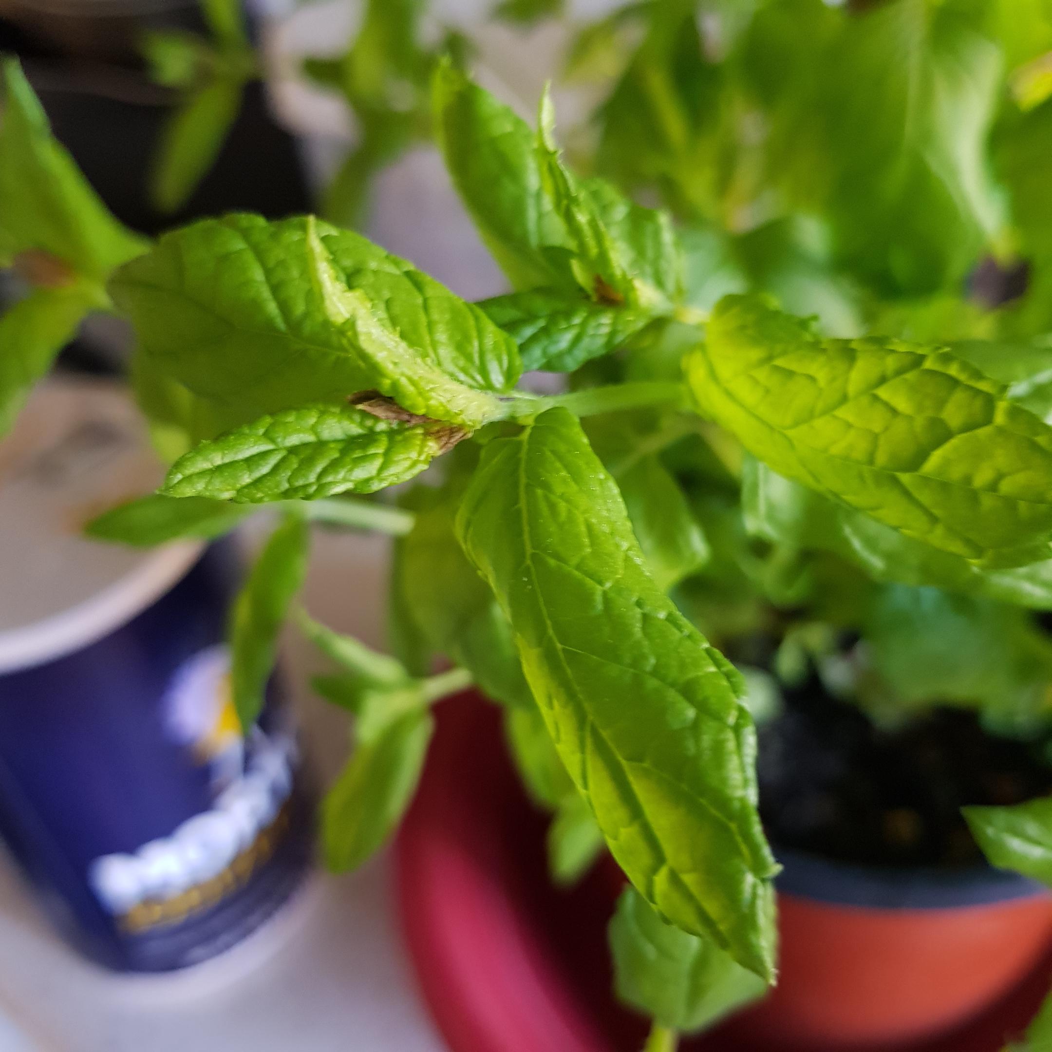 Advice appreciated my new mint's new leaves are browning (CA, USA
