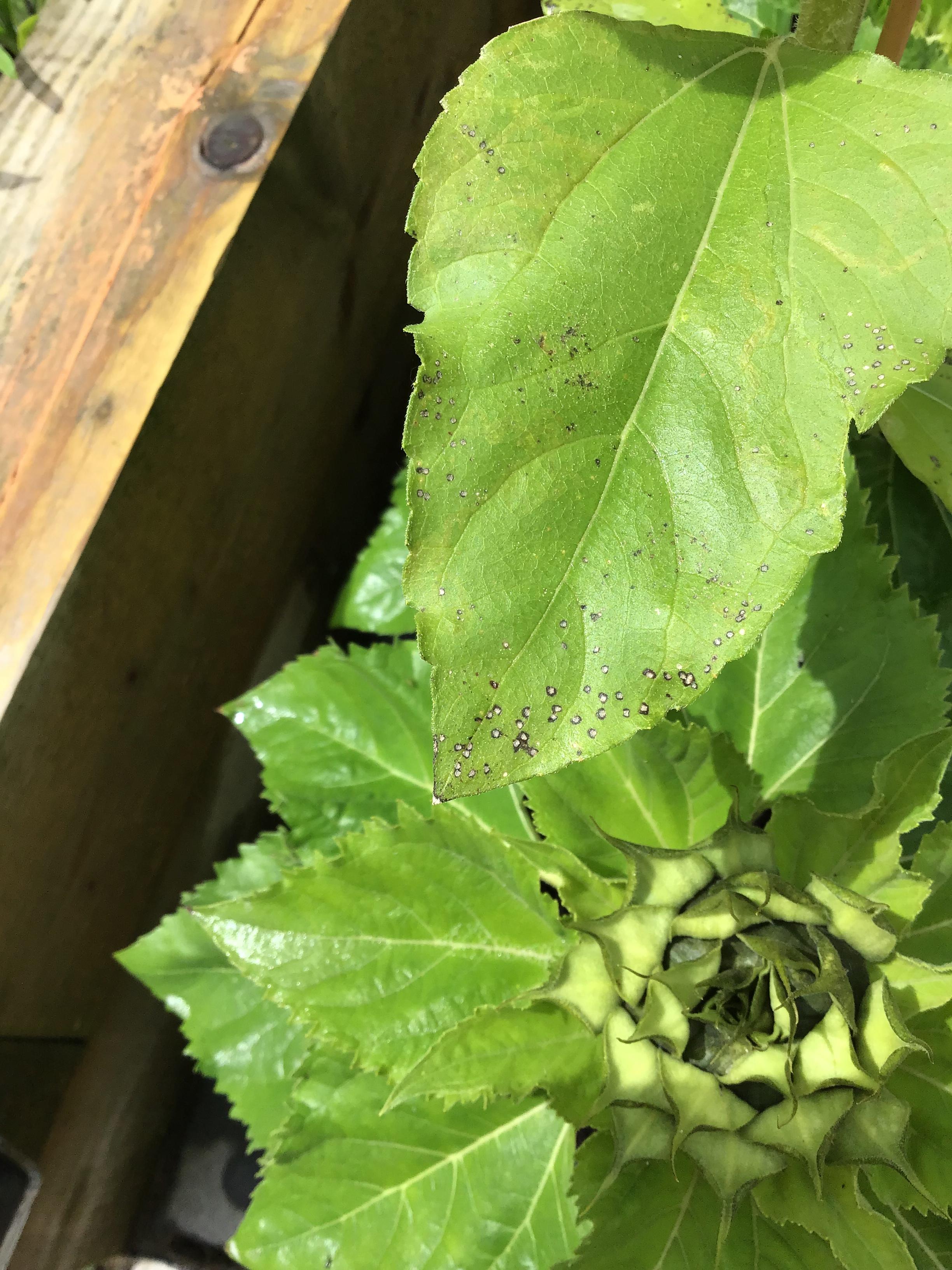 ID spots on sunflower leaves r/GardeningUK