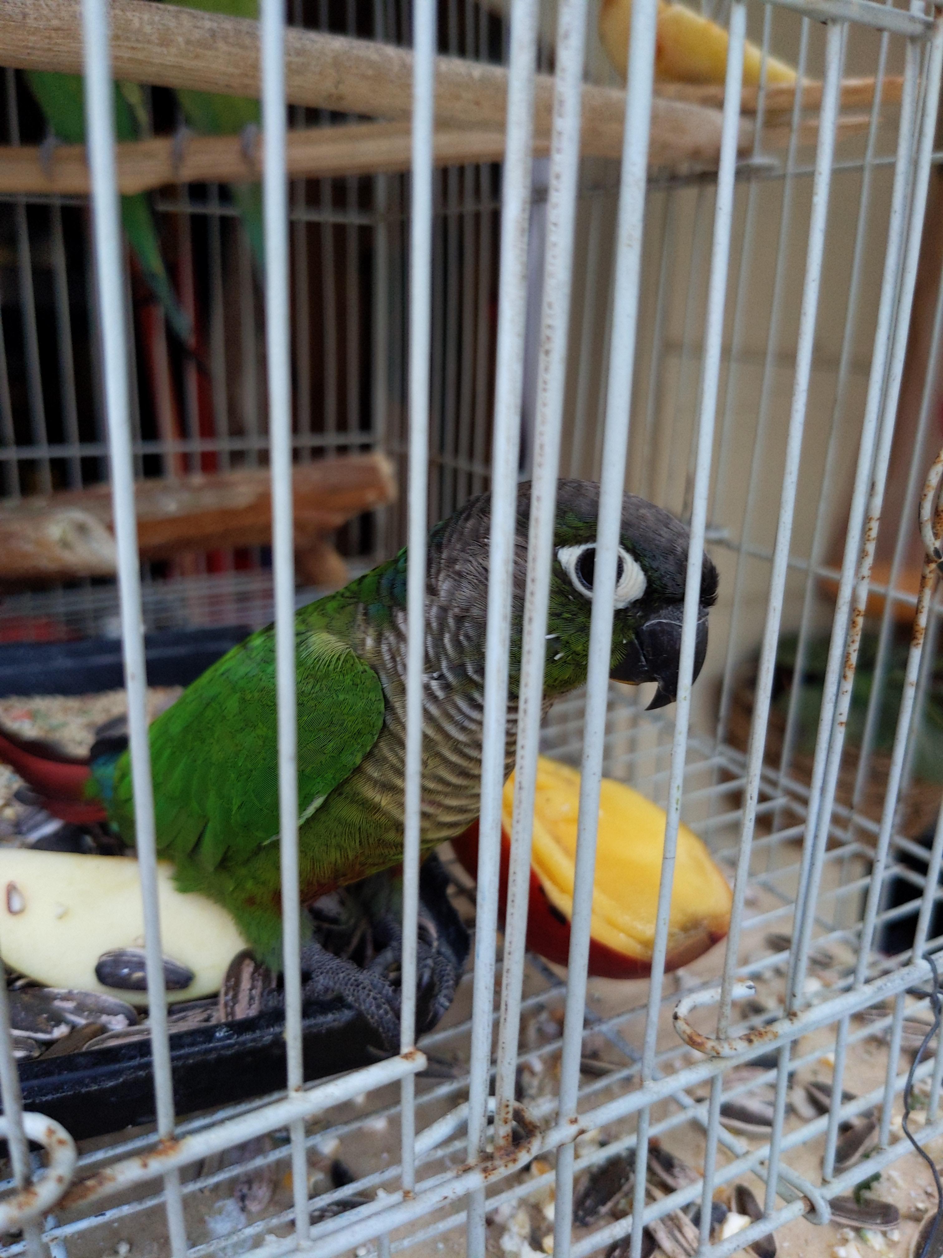 My parents had this green cheek conure fly to them asking for help. The
