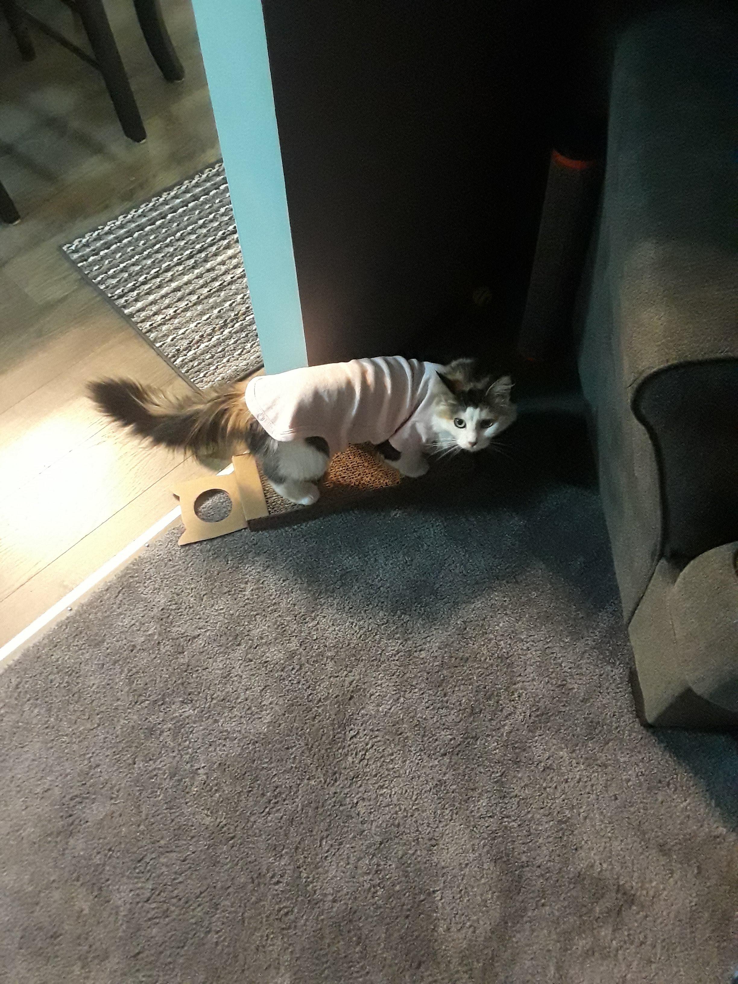 Anyone try washing and reusing their car's air filter? Googling showed