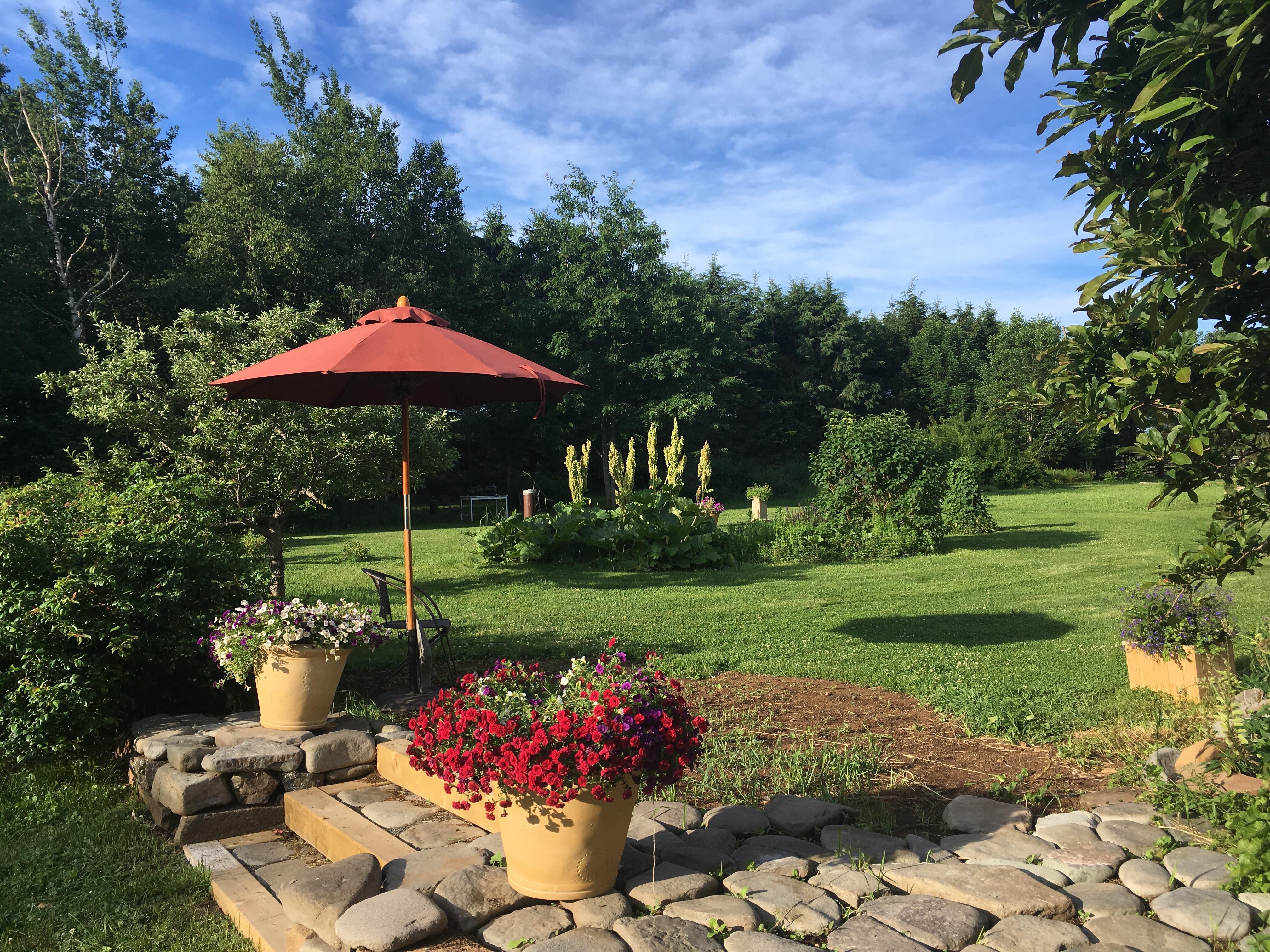 Gone to Seed! Rhubarb adds height in my three acre Nova Scotia