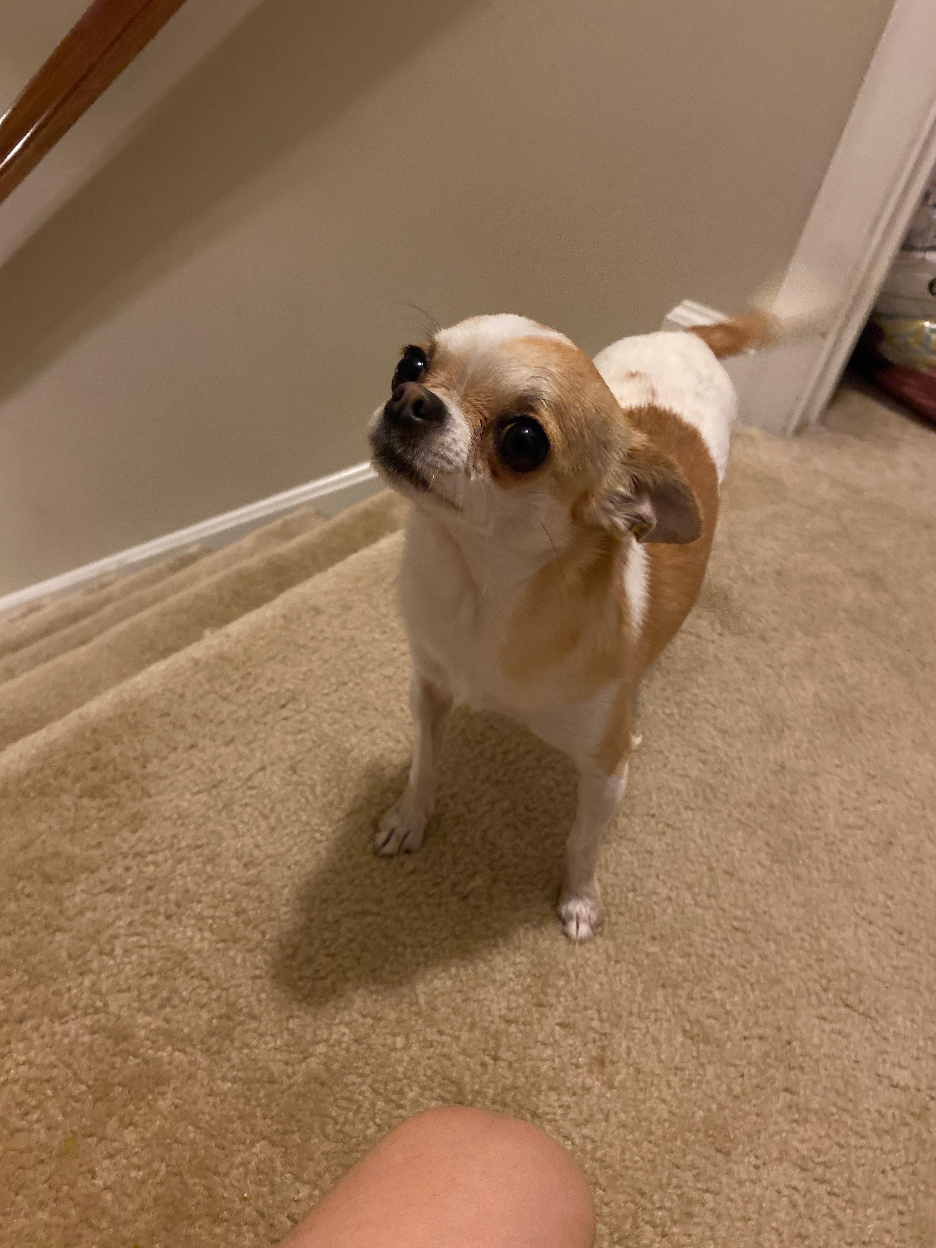 Ready to sleep 🛌 Chihuahua