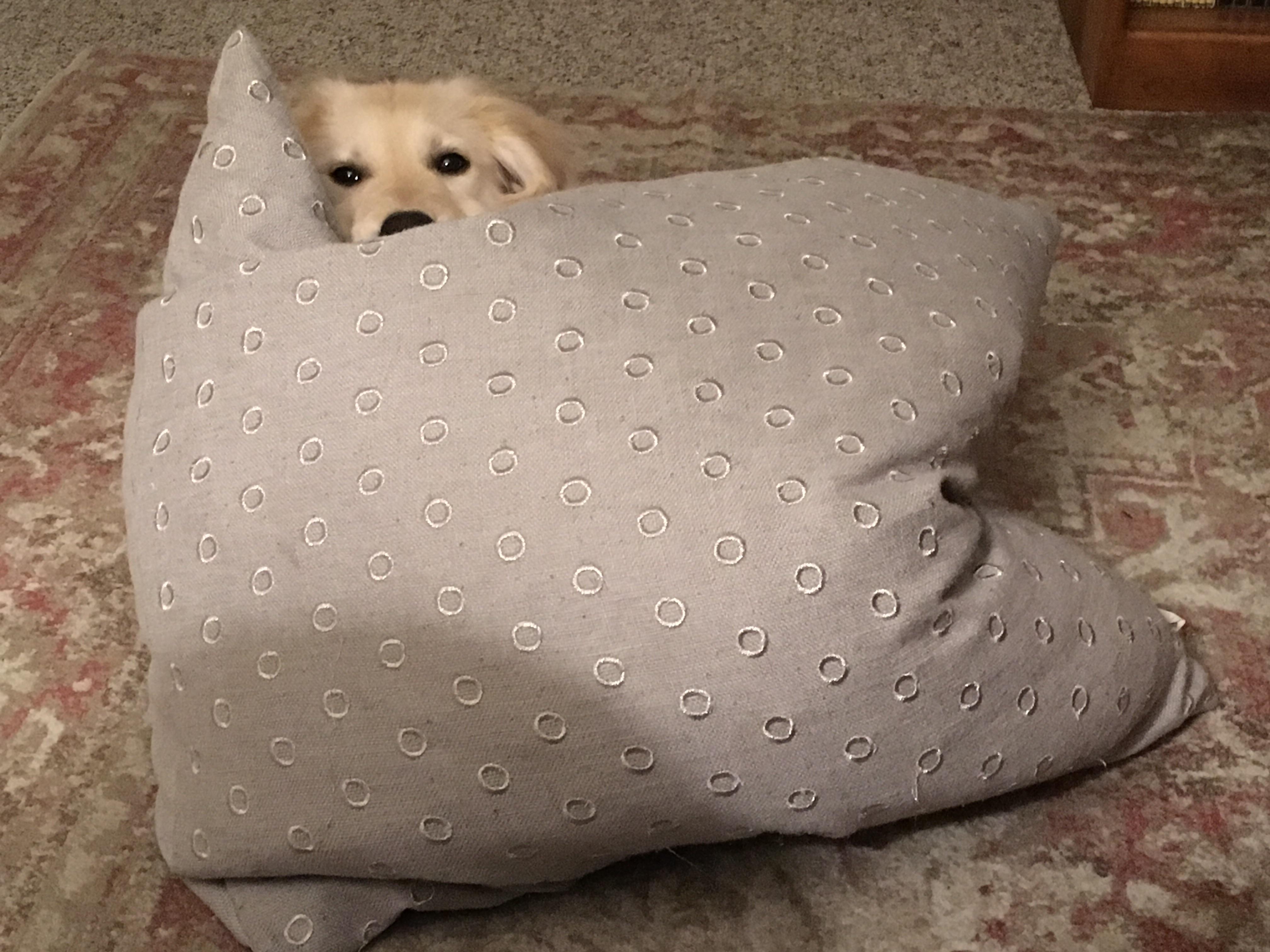 No pillow is safe... r/goldenretrievers