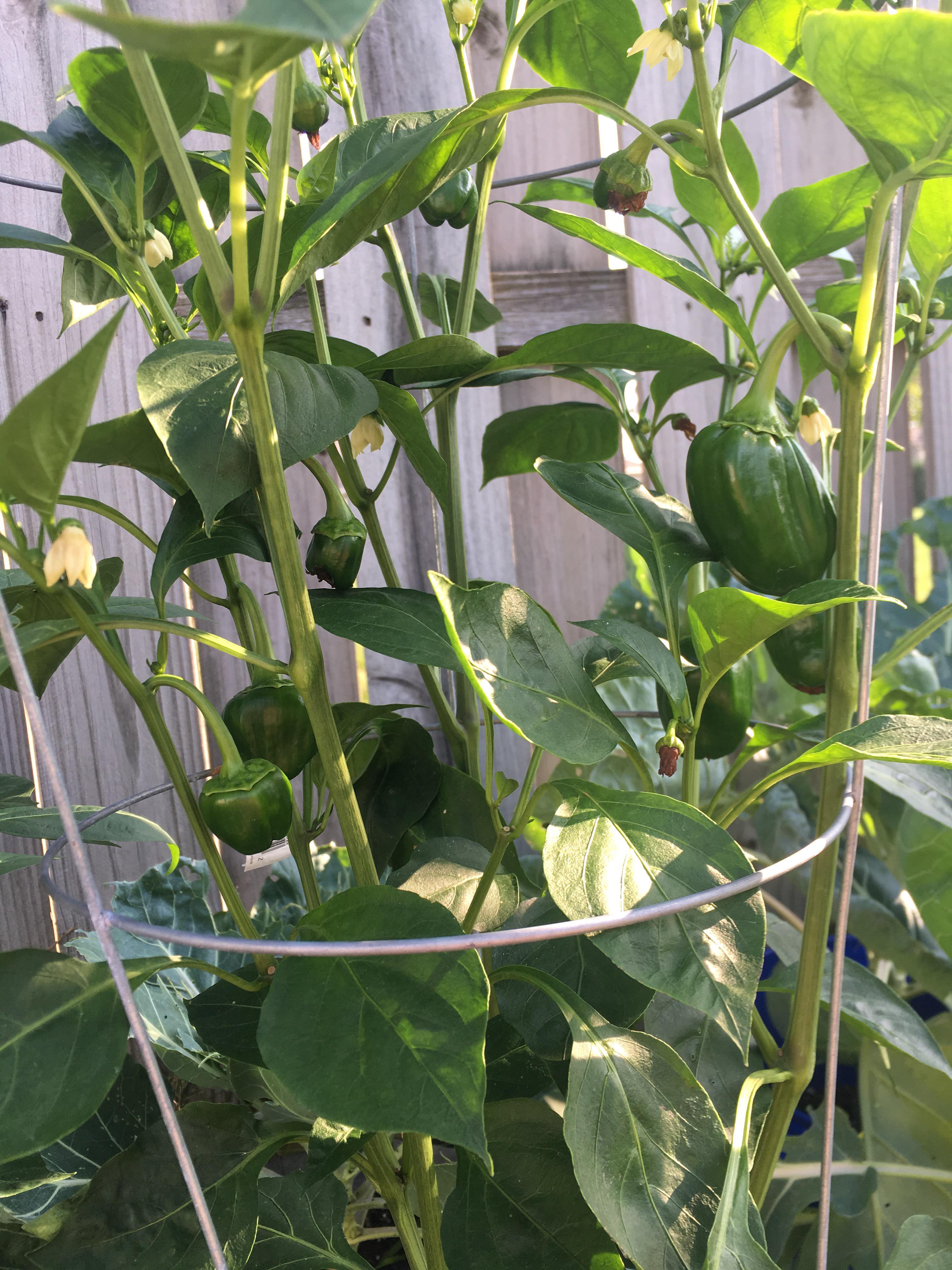 Wow!!! I actually am growing bell peppers! r/gardening