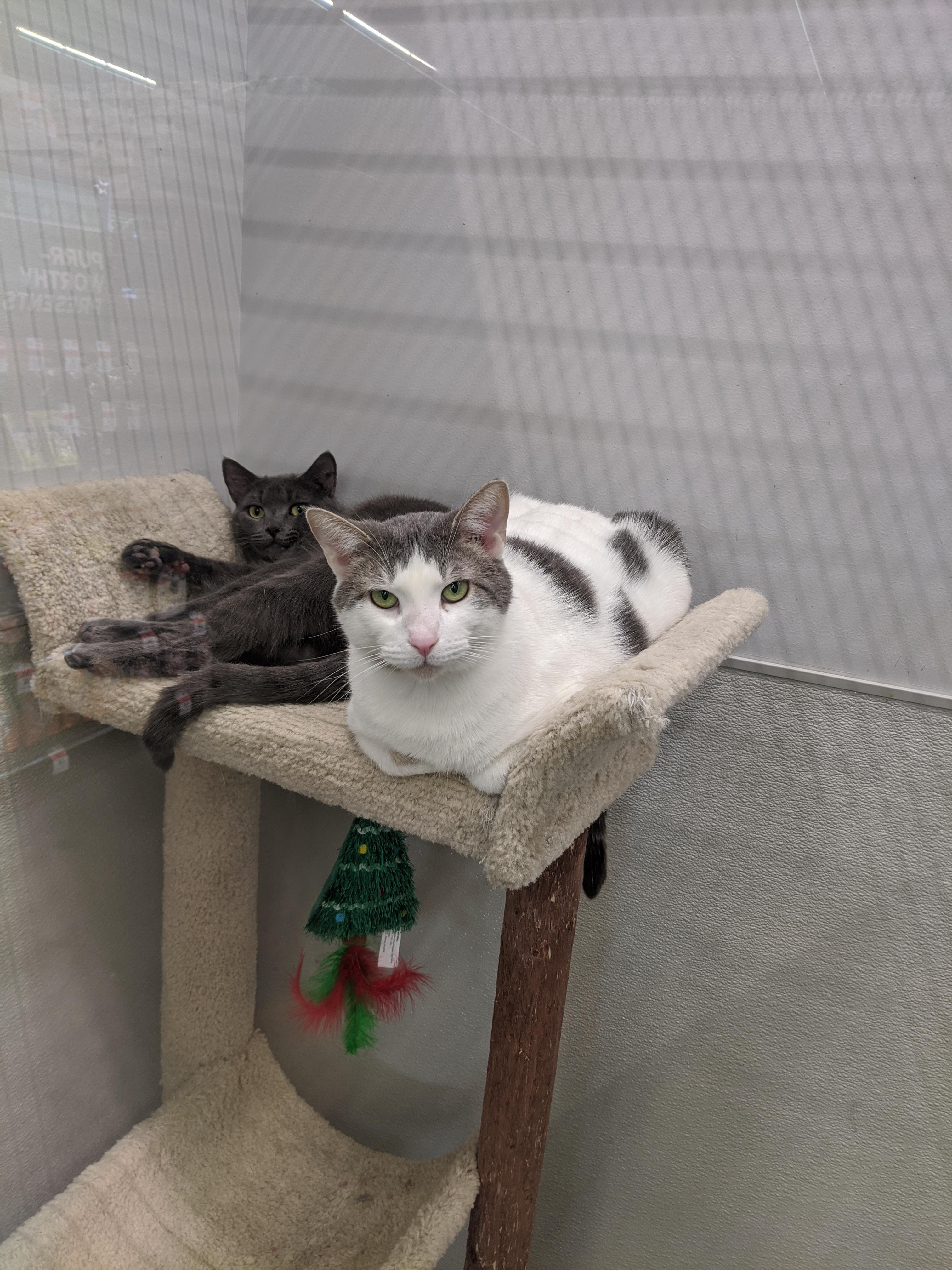 For all those cat lovers out there, tomorrow 112 there will be an