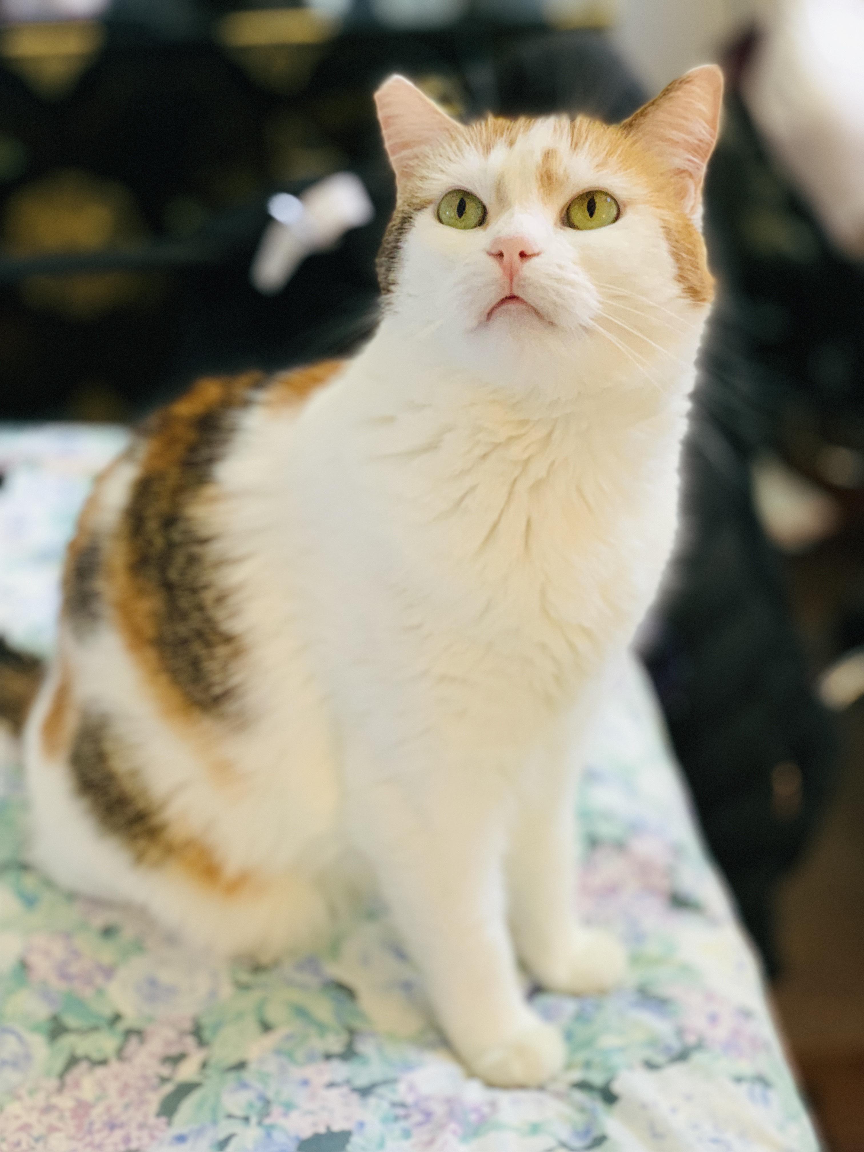 The beautiful and feisty Diluted Calico, Dashy! r/SupermodelCats