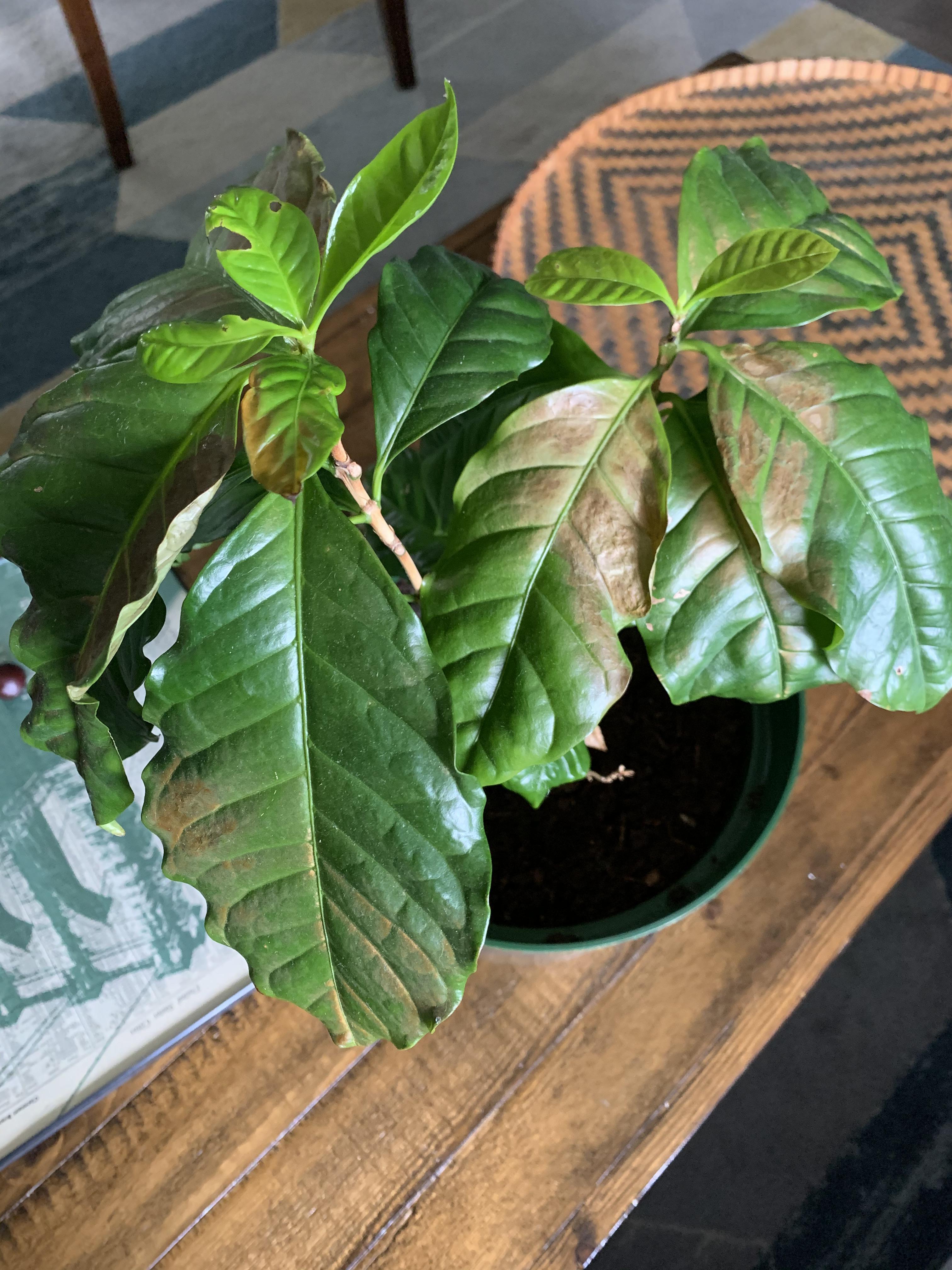 My coffee plant leaves have suddenly turned brown, even the new little