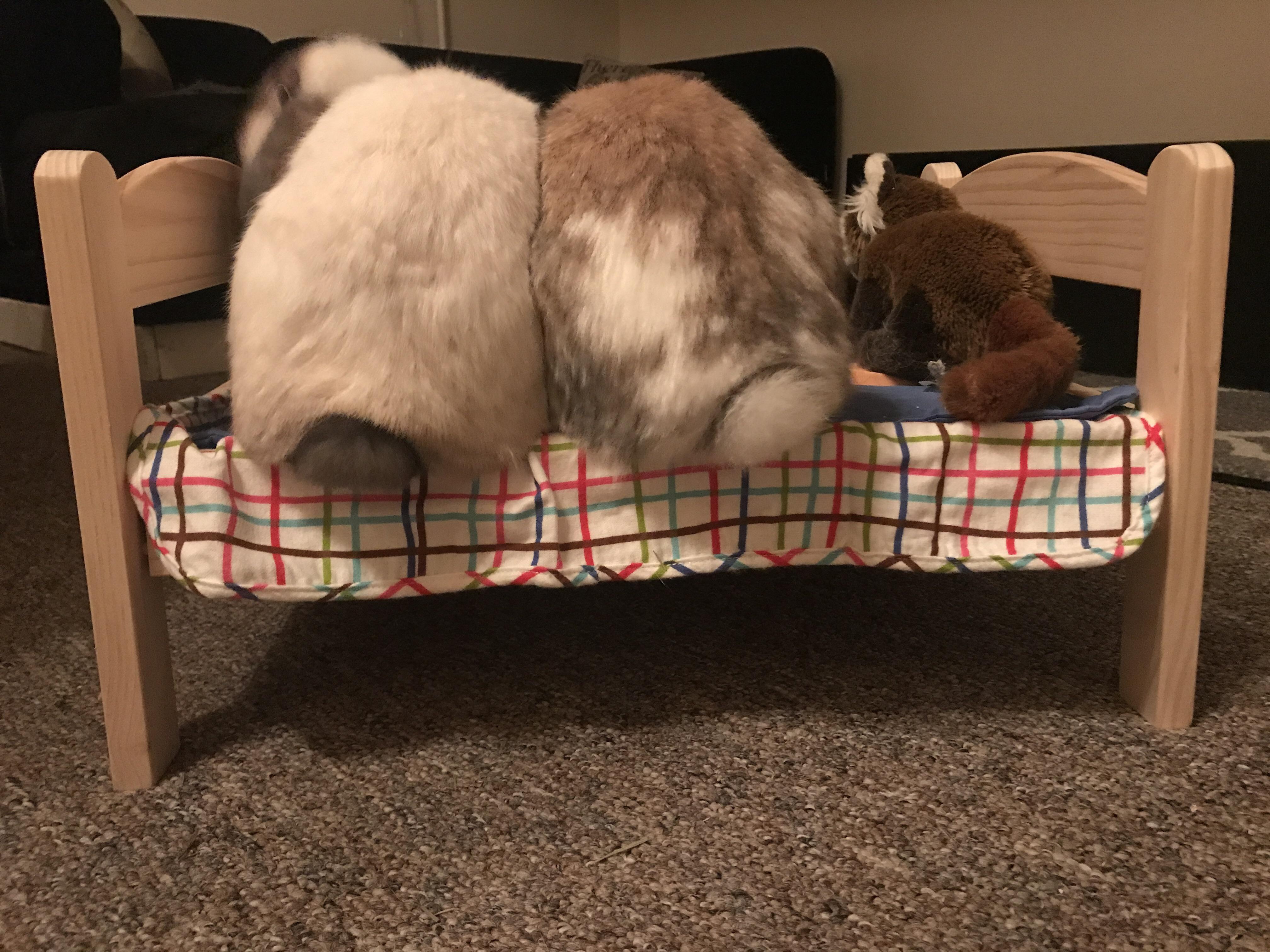 Finally got my buns one of those IKEA beds. Safe to say they love it