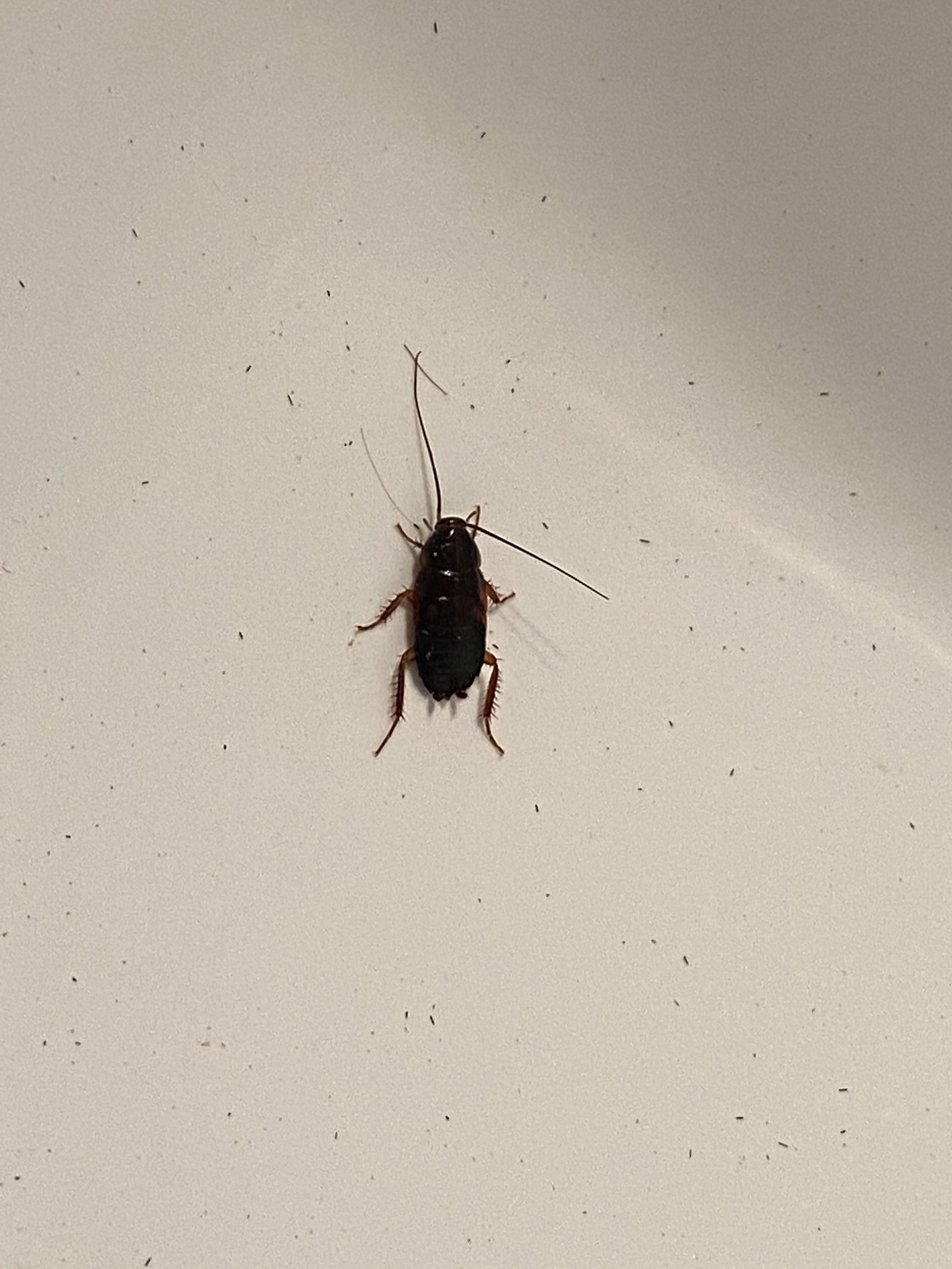 Missouri USA, 3/4in 1in, I know its a cockroach but just wondering if