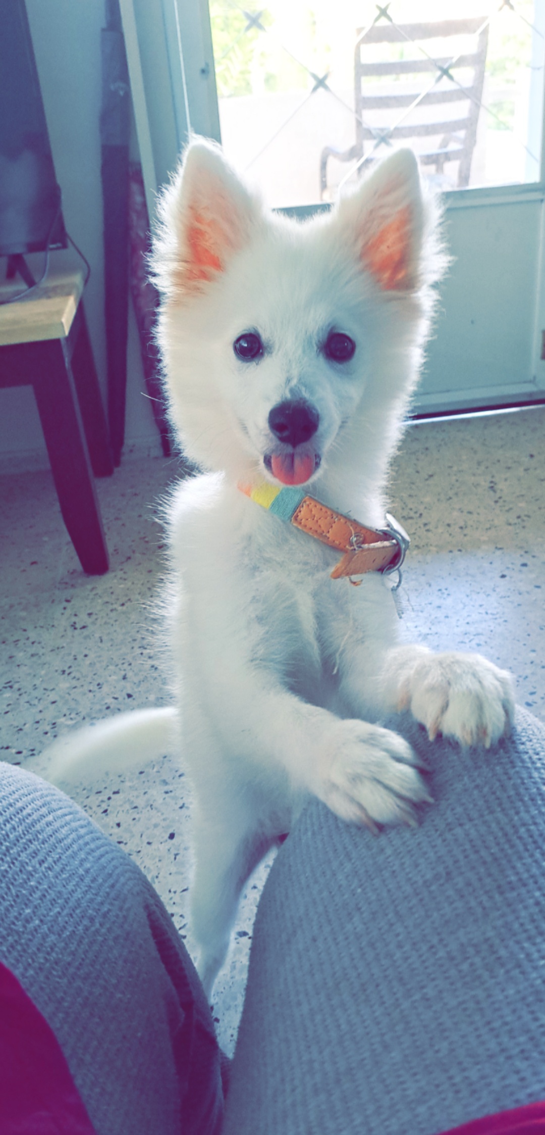 Best American Eskimo Posts Reddit