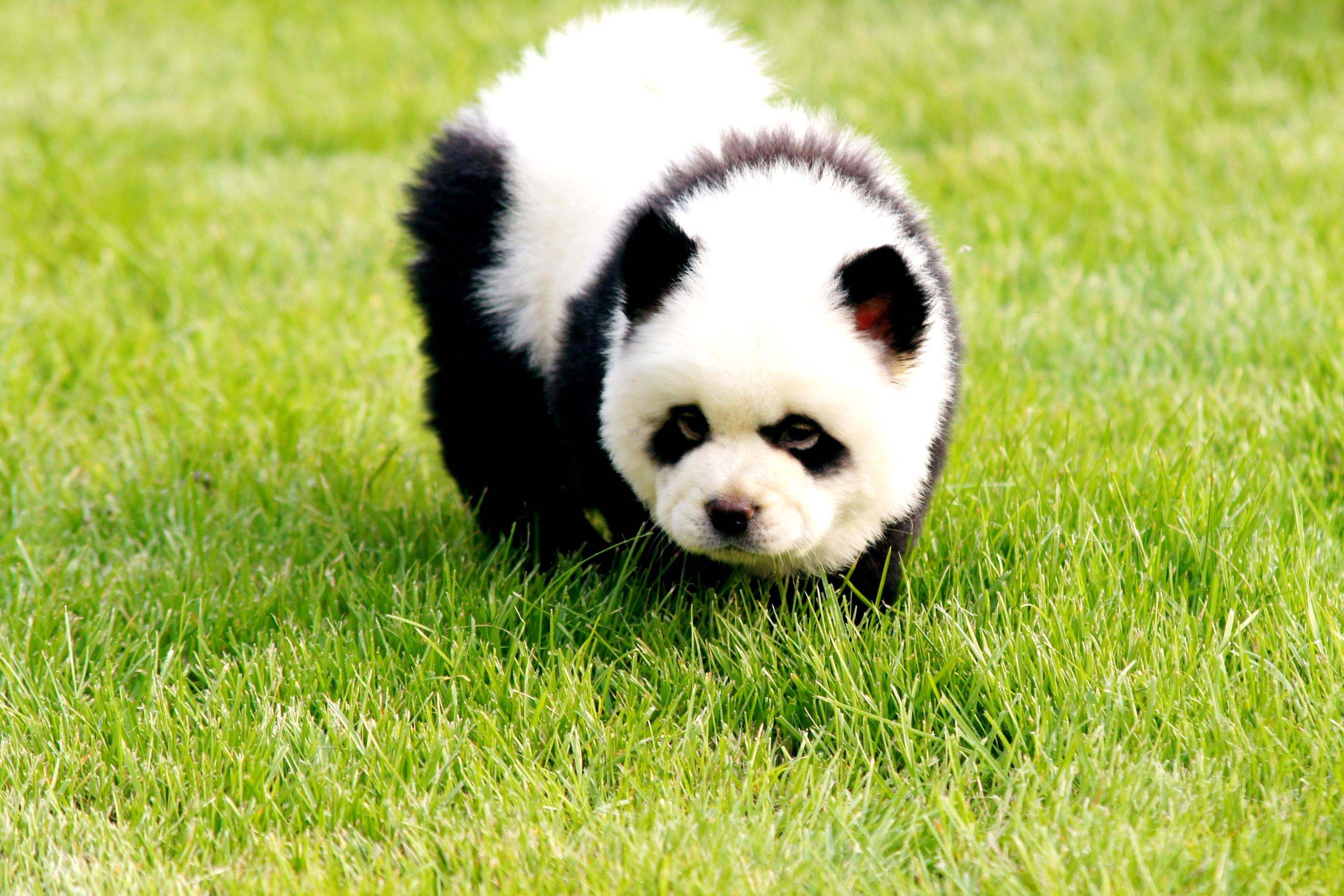 Chow Chow dog groomed to look like a panda pics