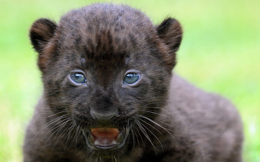 🔥 Black Panther Cub r/NatureIsFuckingLit