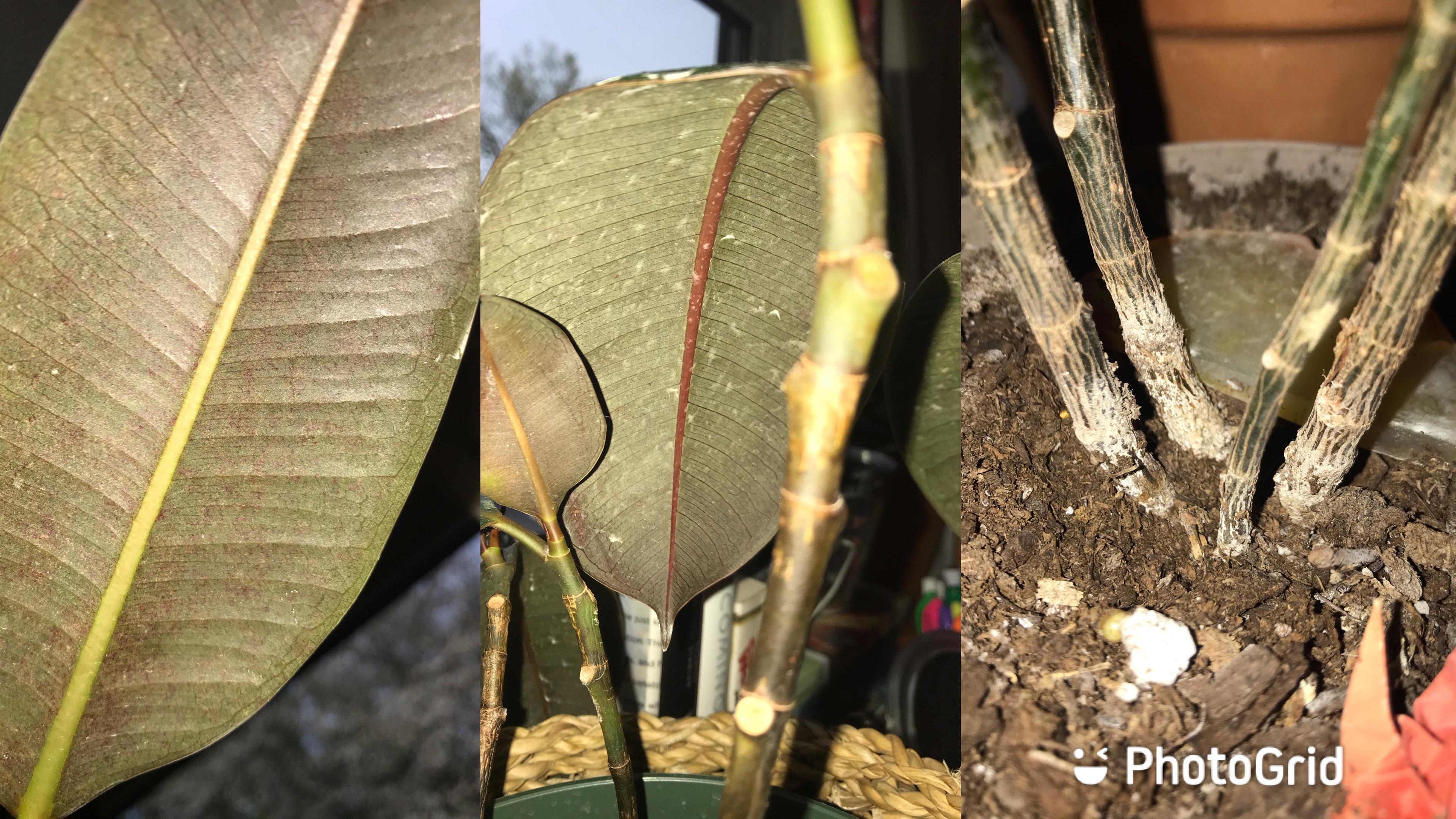 Rubber tree white at base and leaves tony brown spots? r/plantclinic