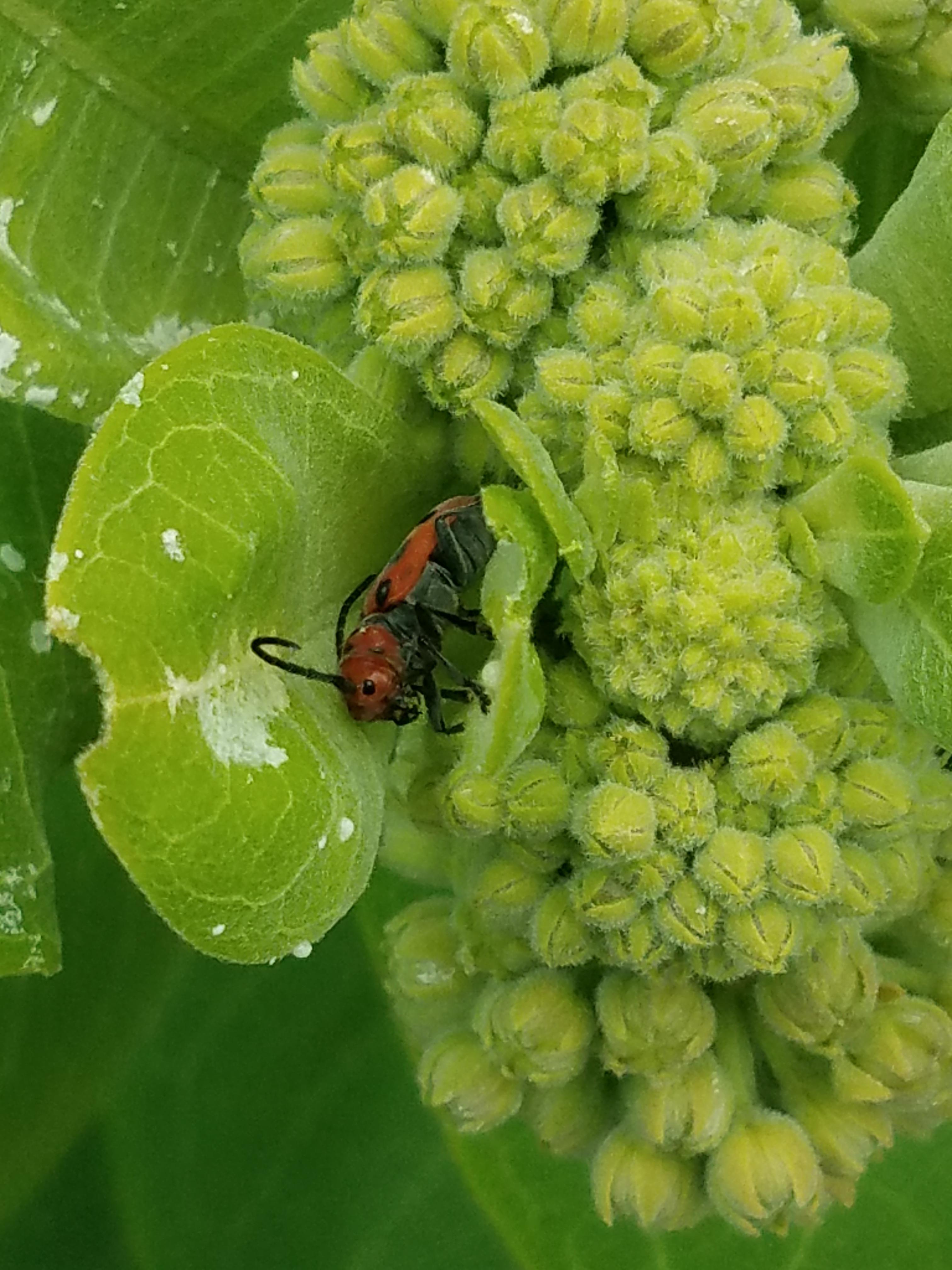 What is eating my milkweed?? r/whatsthisbug