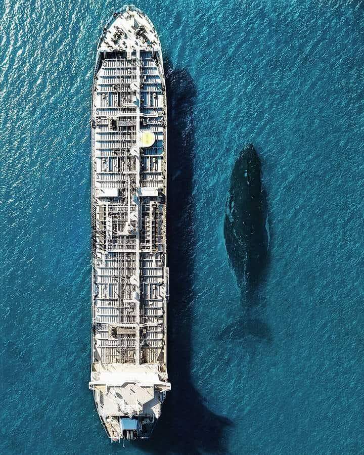 A whale swimming right next to a ship. thalassophobia