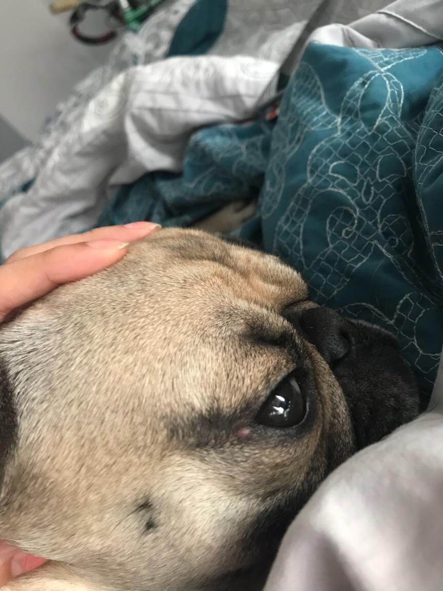 Why Do Pugs Get Pimples