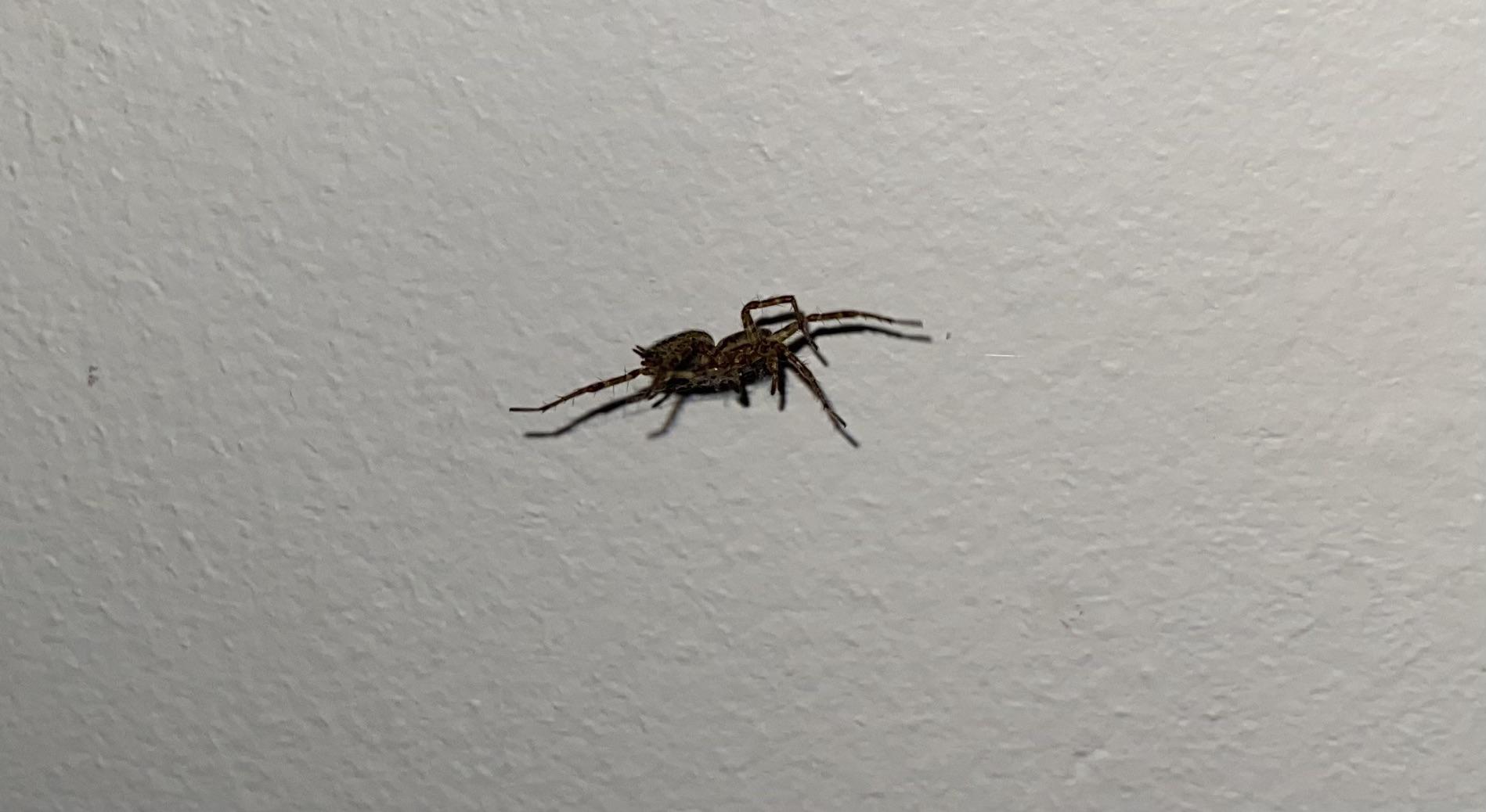 Spider I found crawling along side wall. r/whatsthisbug