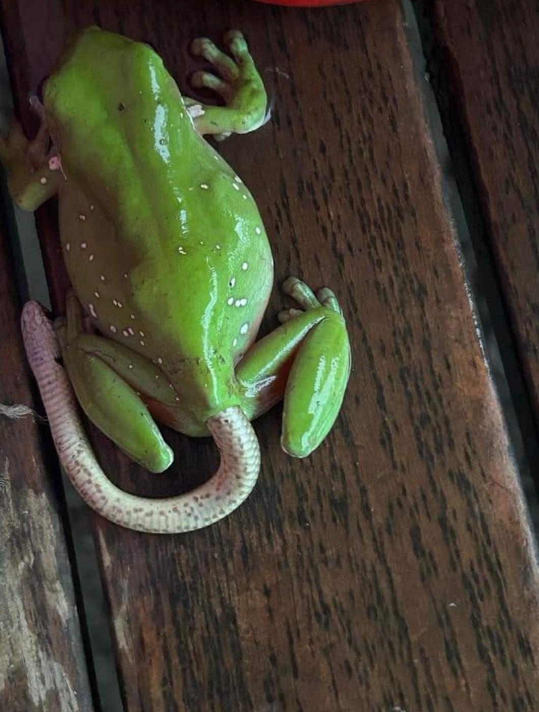 Australian green tree frog ate a juvenile eastern brown snake and pooped it out whole. r