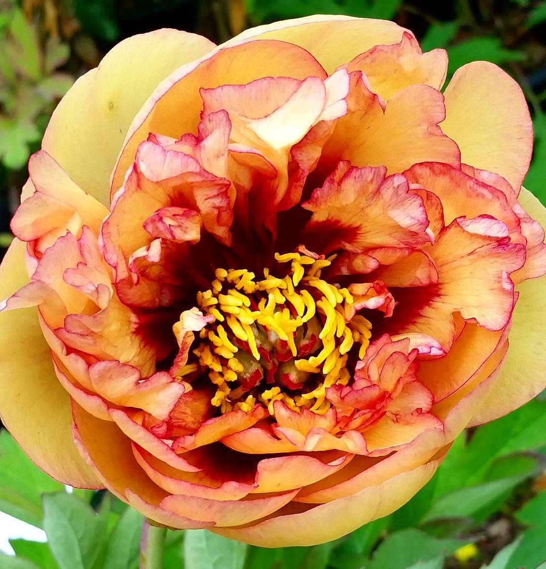 "Golden Mandarin" treepeony napapeonies r/peonies