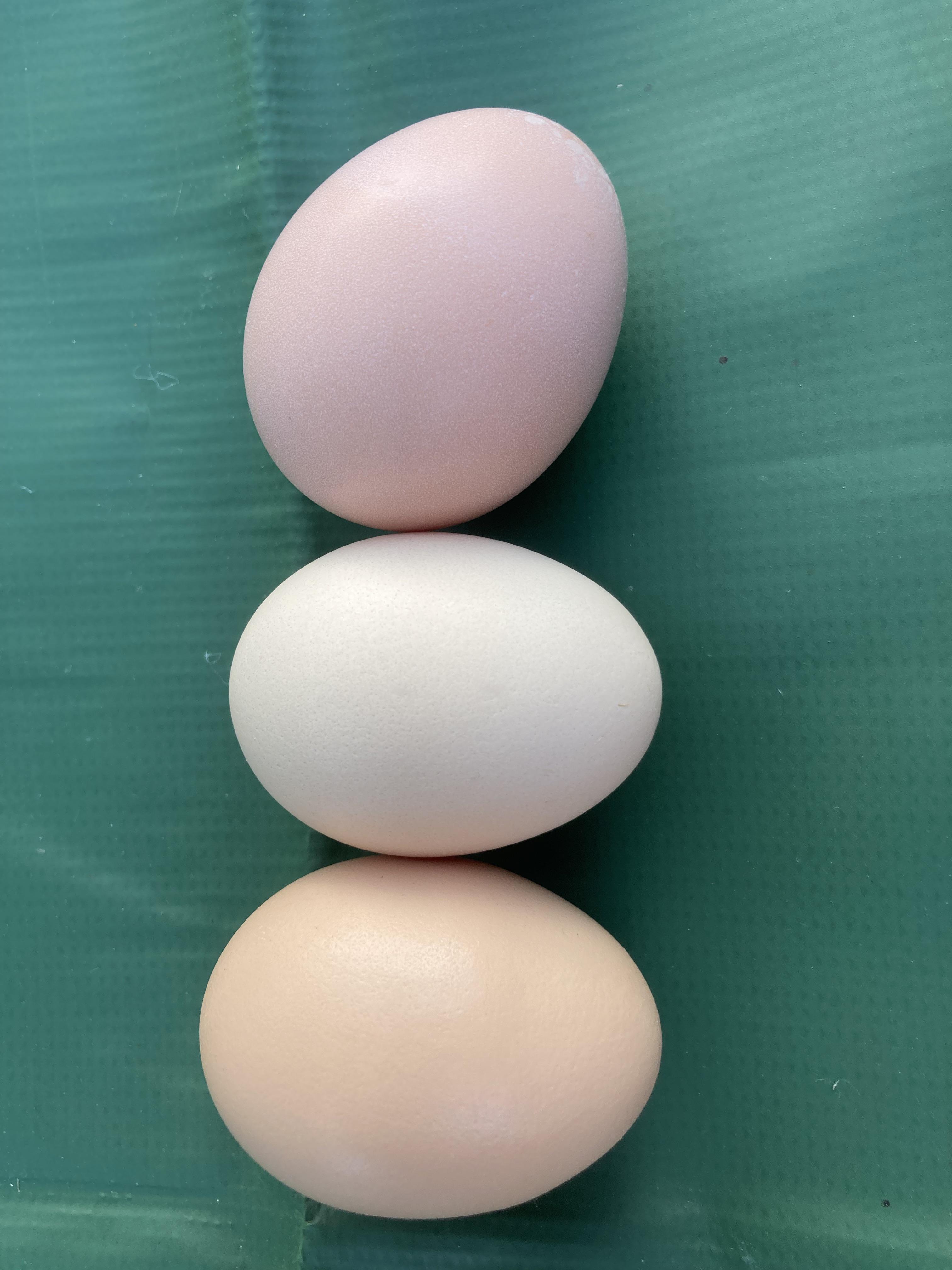 Egg ID if you have a moment… I think my bielefelder lays light brown