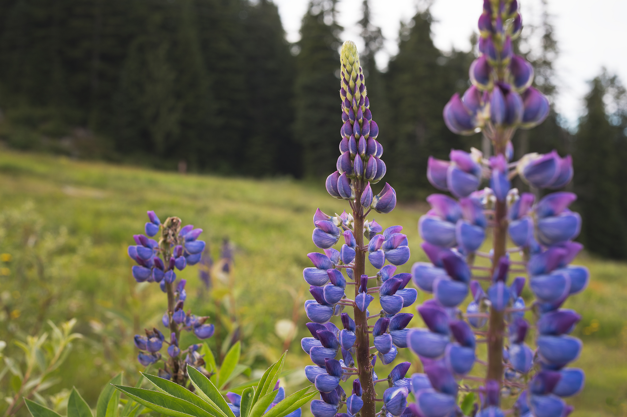Flowers are Blooming on the North Shore Mountains r/vancouver