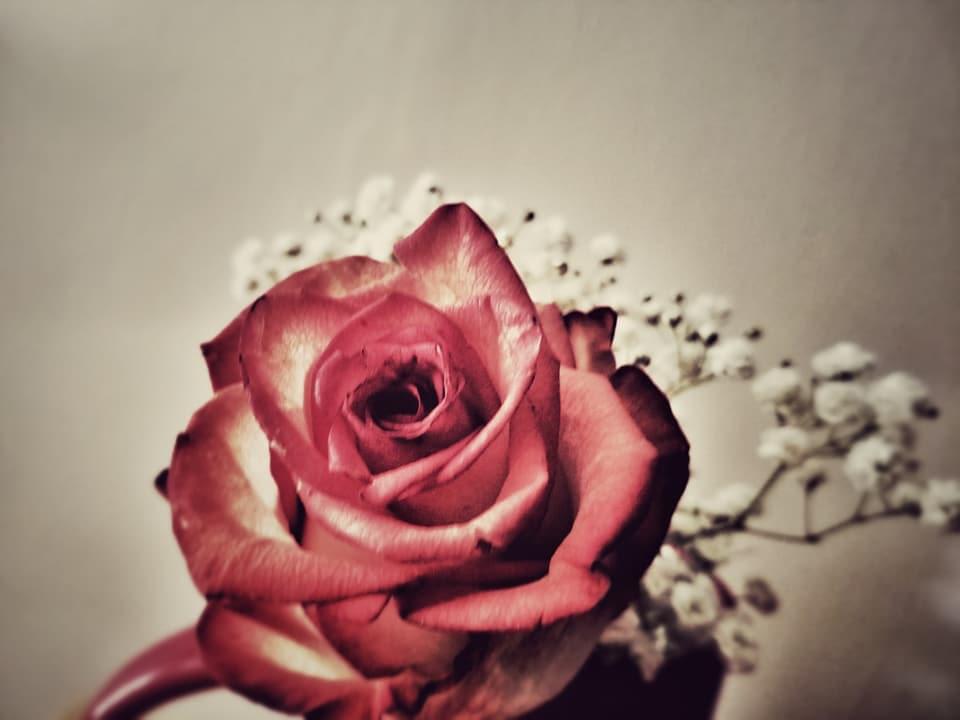 Dead Roses r/photographs