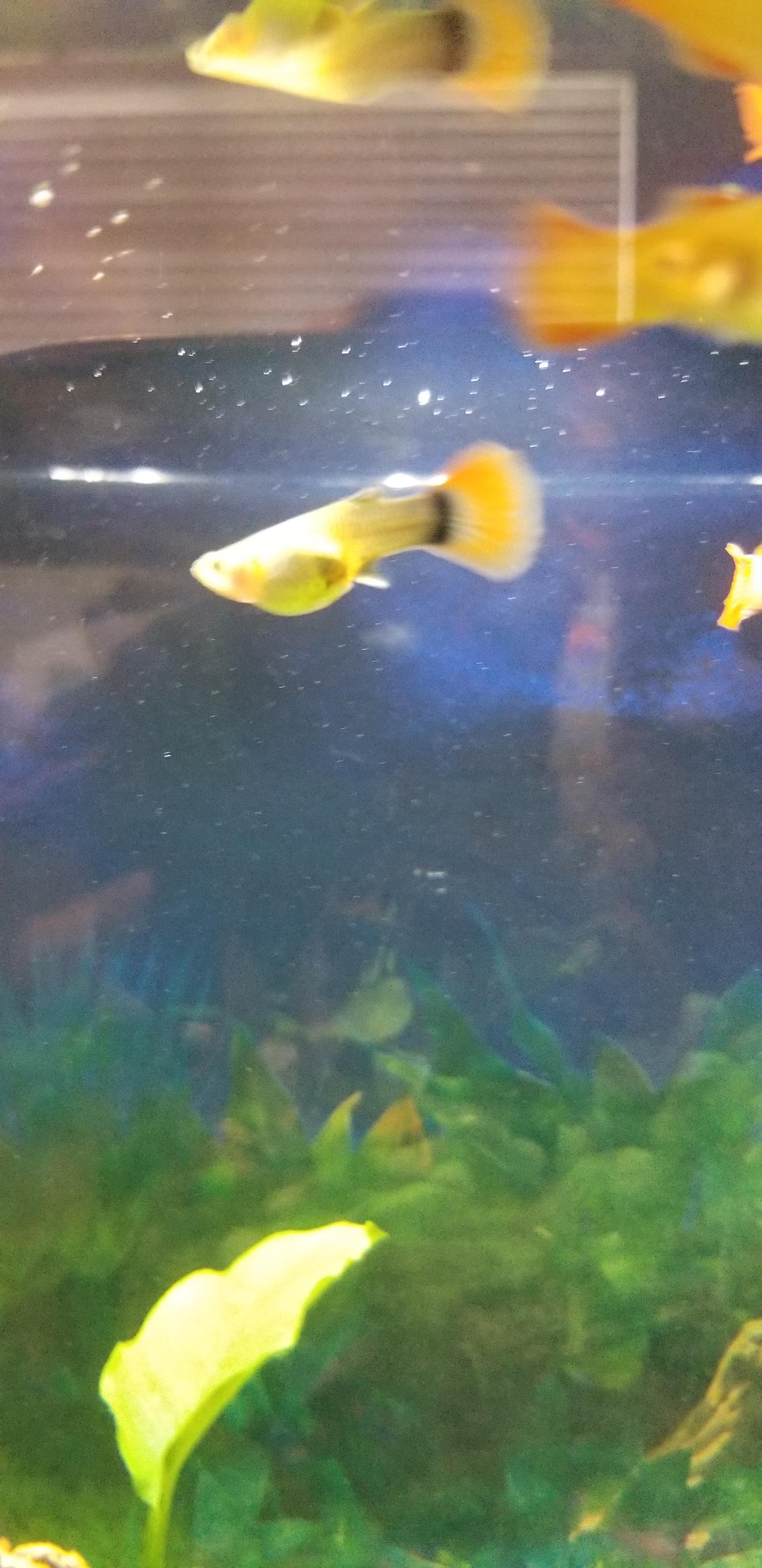 So I went to 4 pet stores to find MALE guppies. Give it to me straight, how pregnant is she? 🤣