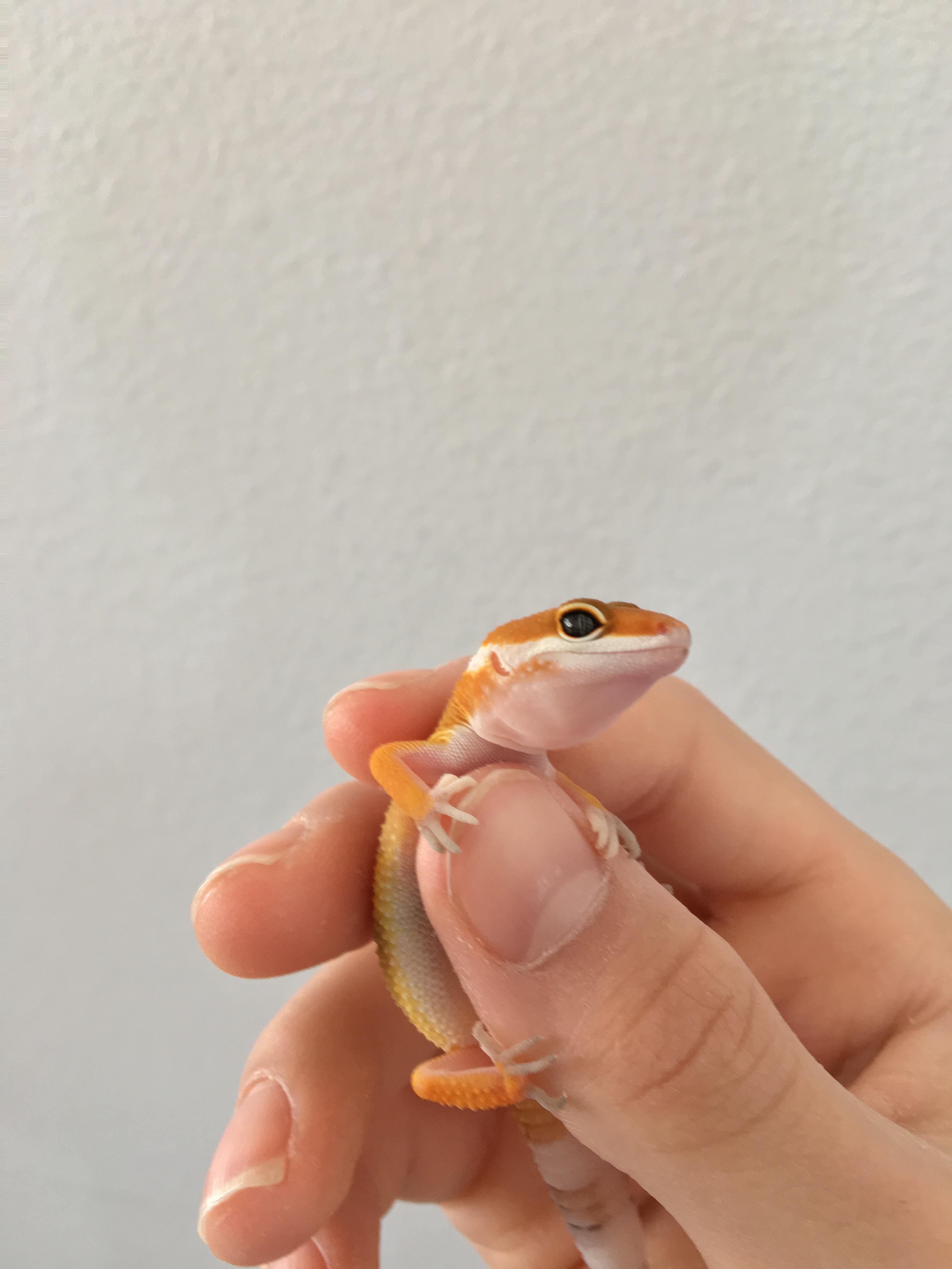 My Leopard Gecko Luna Saying hi! aww