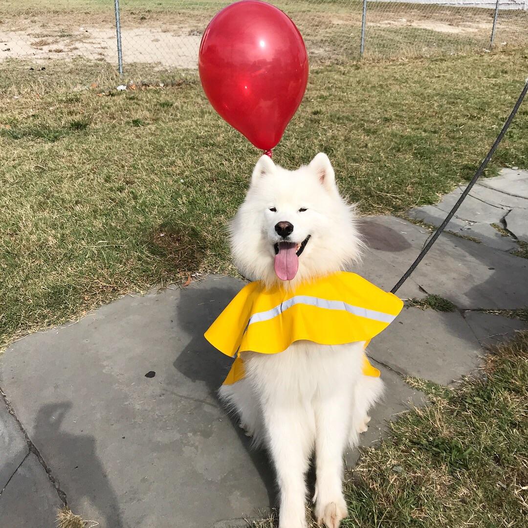 My dog as from Stephen King’s IT r/aww
