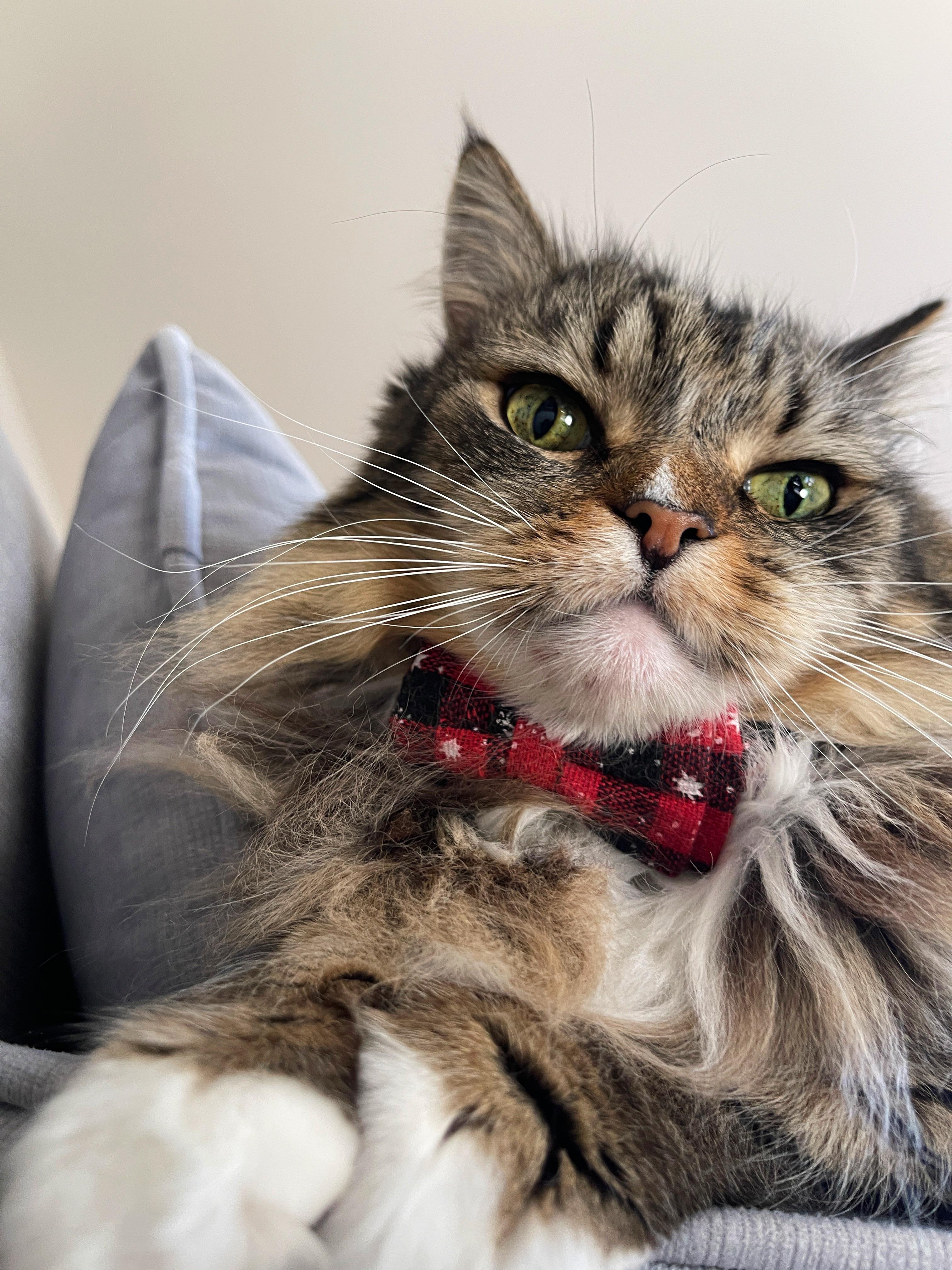 Christmas Vacation Cat