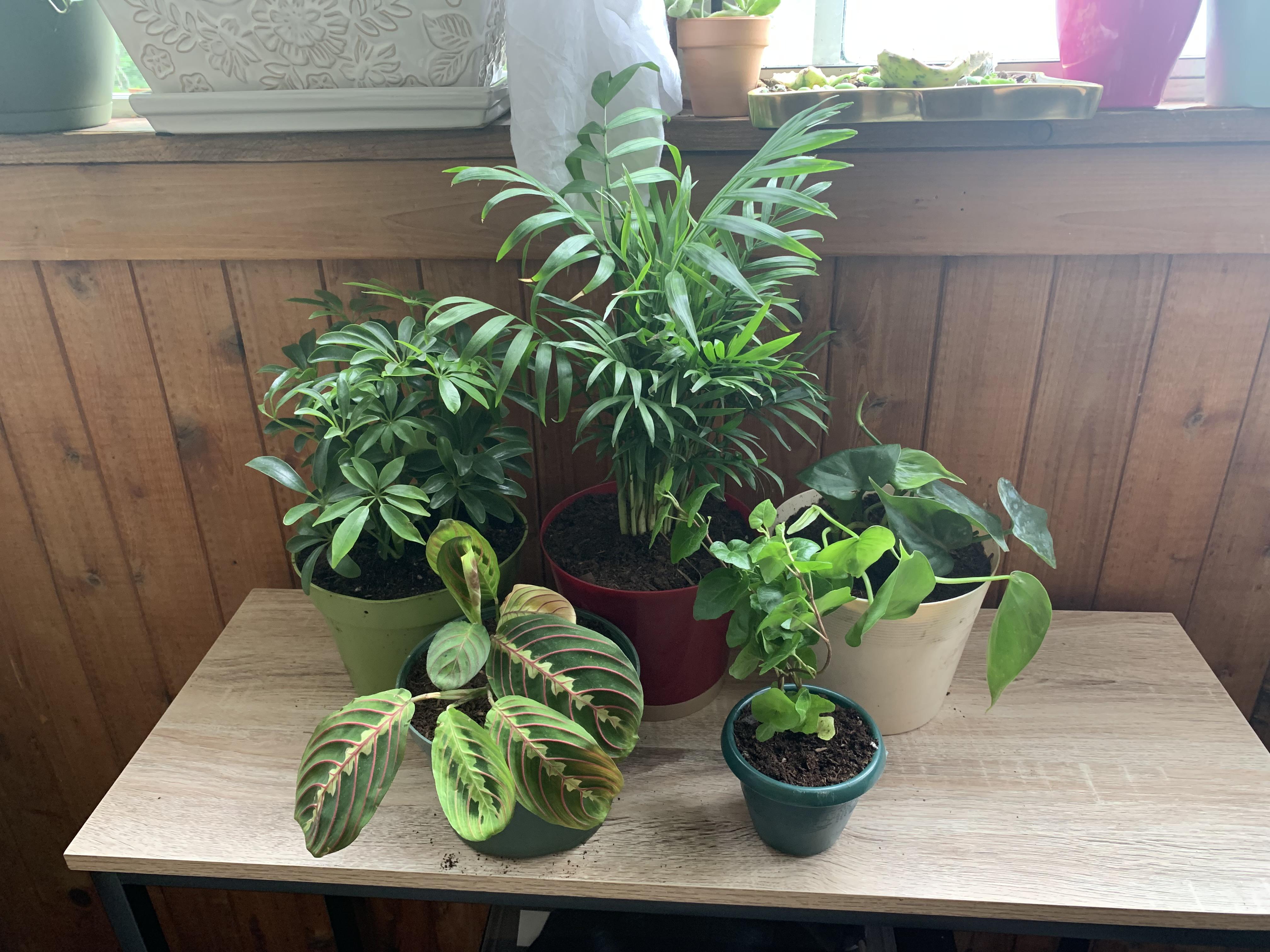 These were in a tacky arrangement on sale at my local grocery store. I