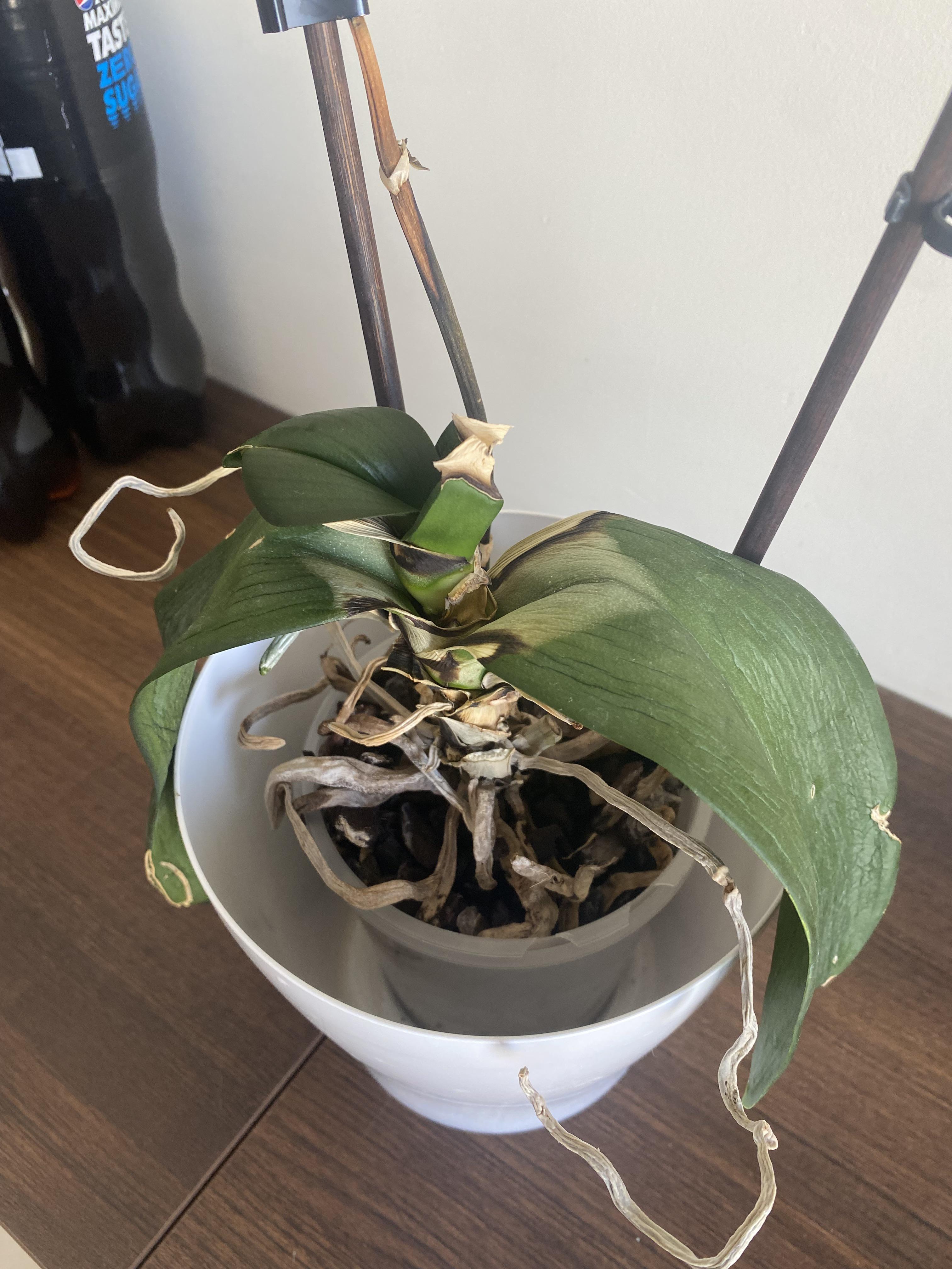 Is this one a lost cause? The stems have dried completely, leaves are