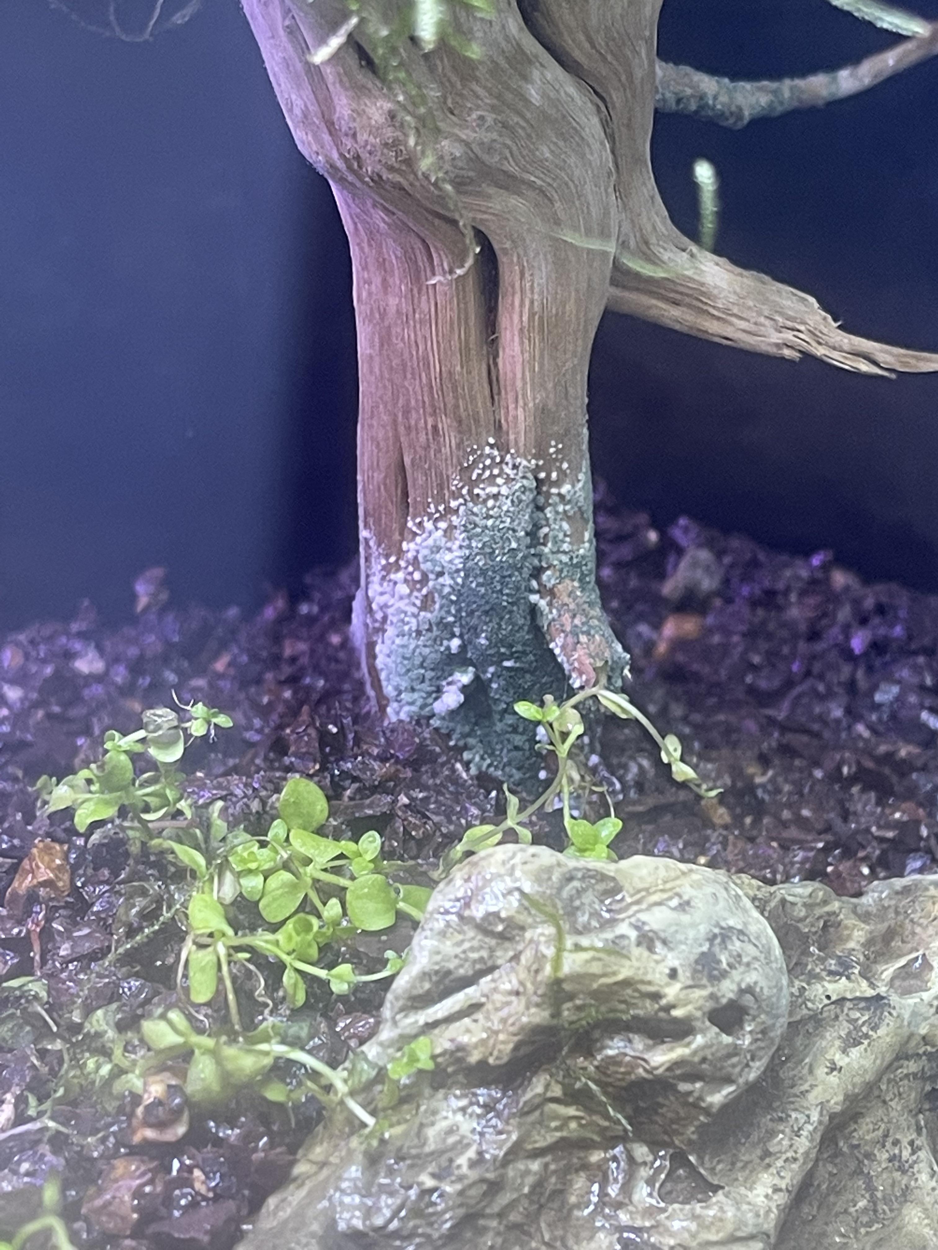 Doing a dry start and I have mold on my driftwood. How can I get rid of